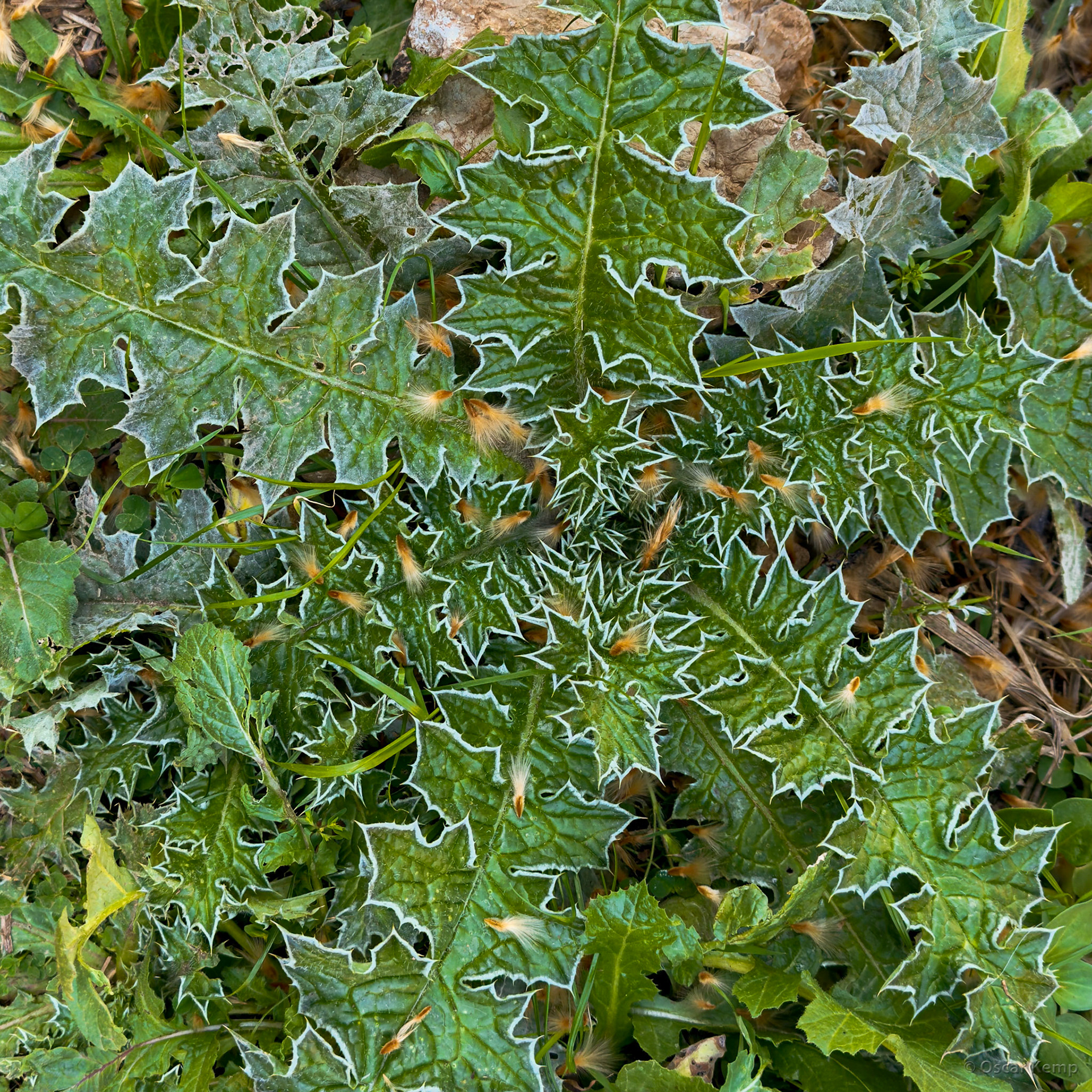 Mount Tissouka / Beautiful white edged leaves of the spear thistle (Cirsium vulgare) [Marocco, 2025 02]