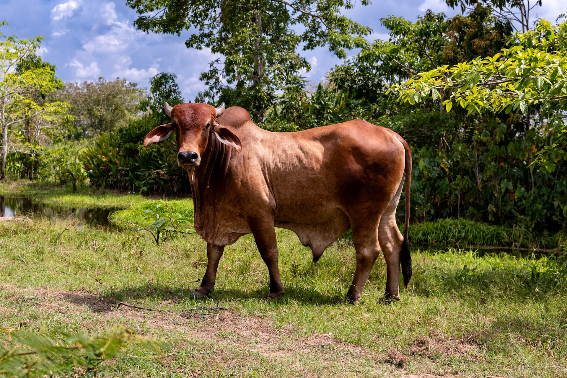 Europolder / Beautiful specimen of a Zebu bull, a Gir bovine imported from India [Suriname/Nickerie, 2018 10]