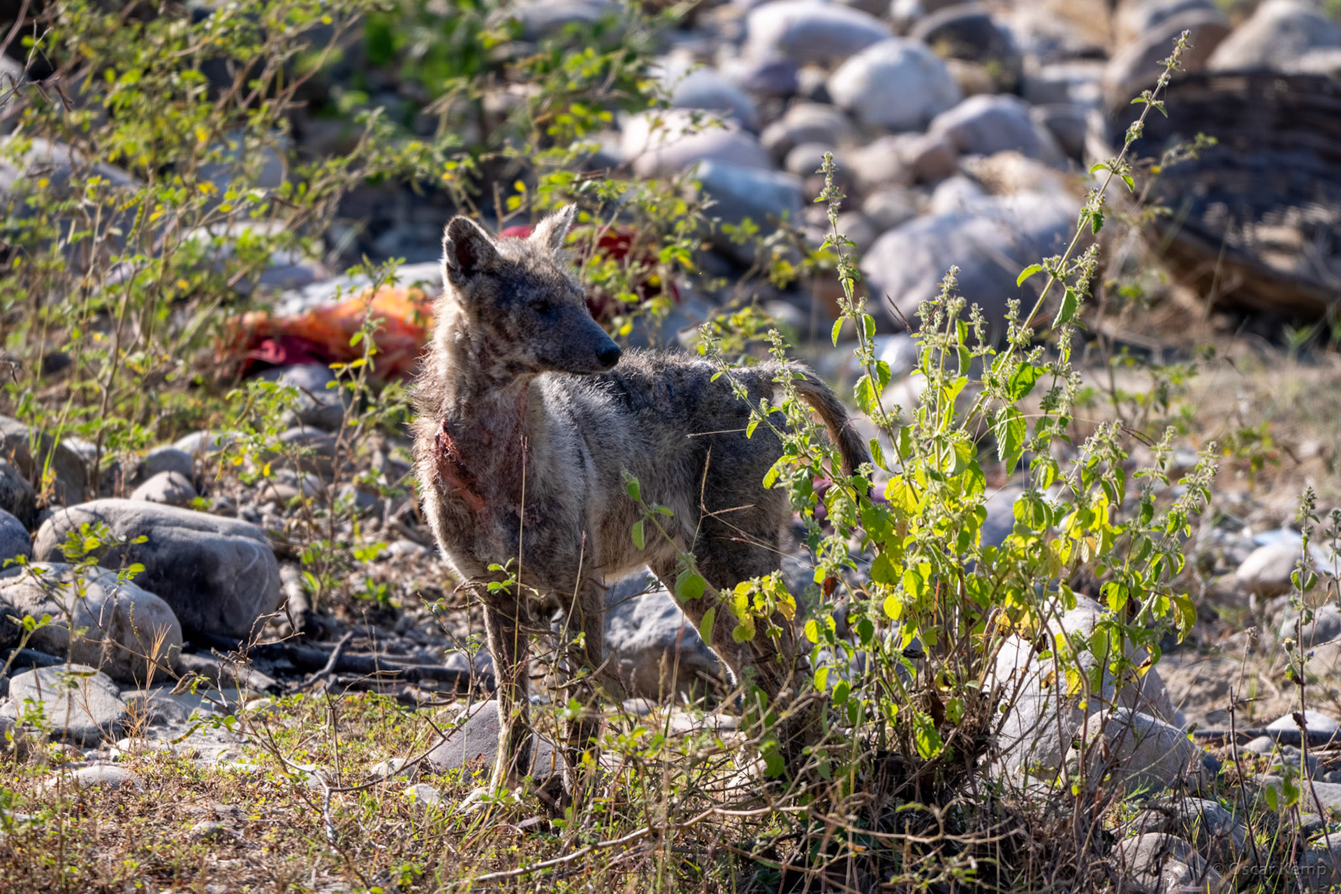 Corbett NP,Uttarakhand / Seriously injured young golden jackal (Canis aureus) likely the result of an encounter with a larger predator (bear, tiger or leopard) [India 2025 11]