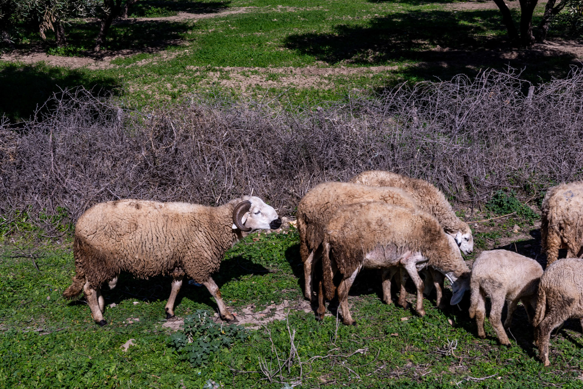 Bouderoua Beni Quolla / Small flock of sheep of well-known Sardi breed aka "Lord of Rams" [Marocco, 2025 02]