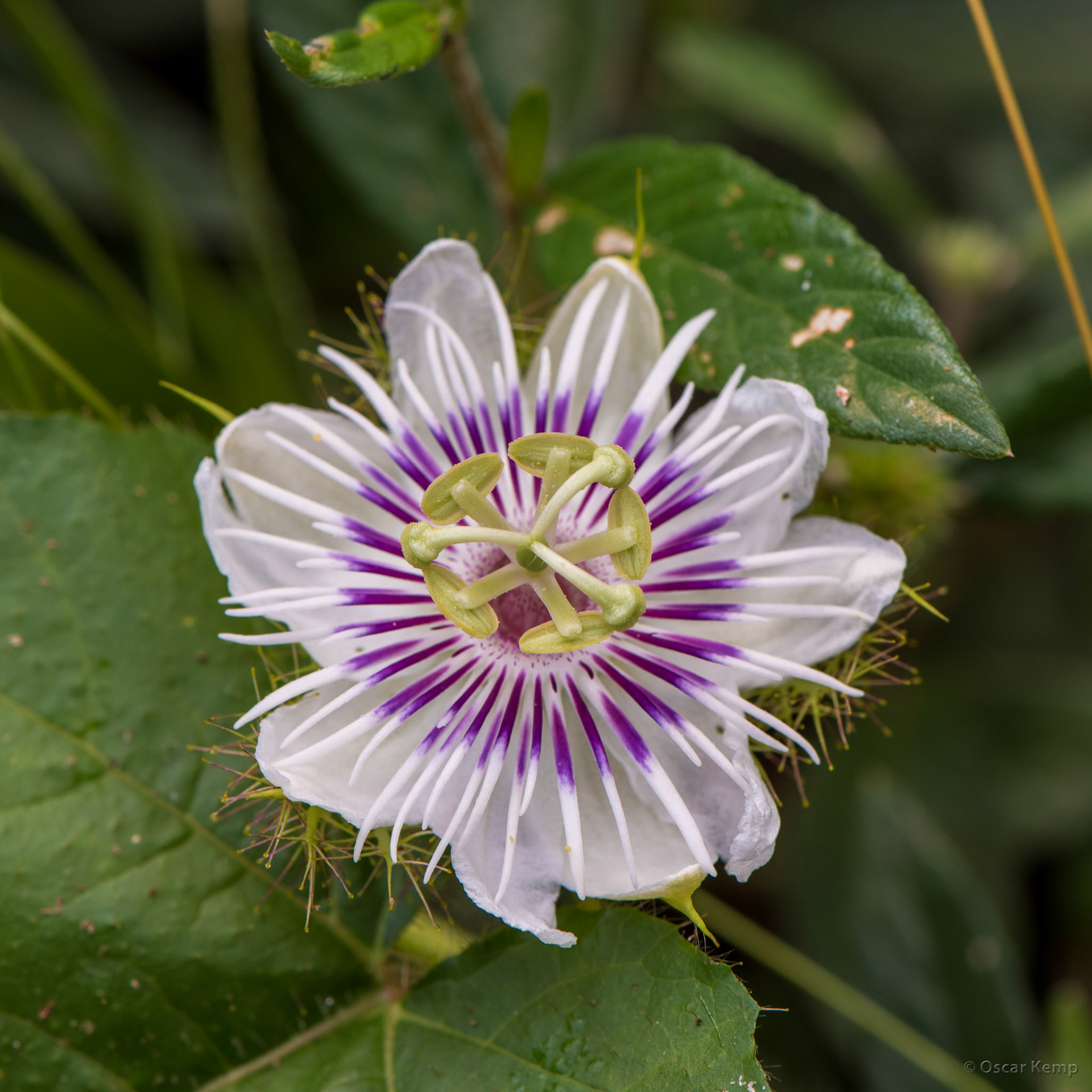 Blanche Marie resort / Blooming woodland passionflower (Passiflora morifolia) [Suriname, 2018 10]