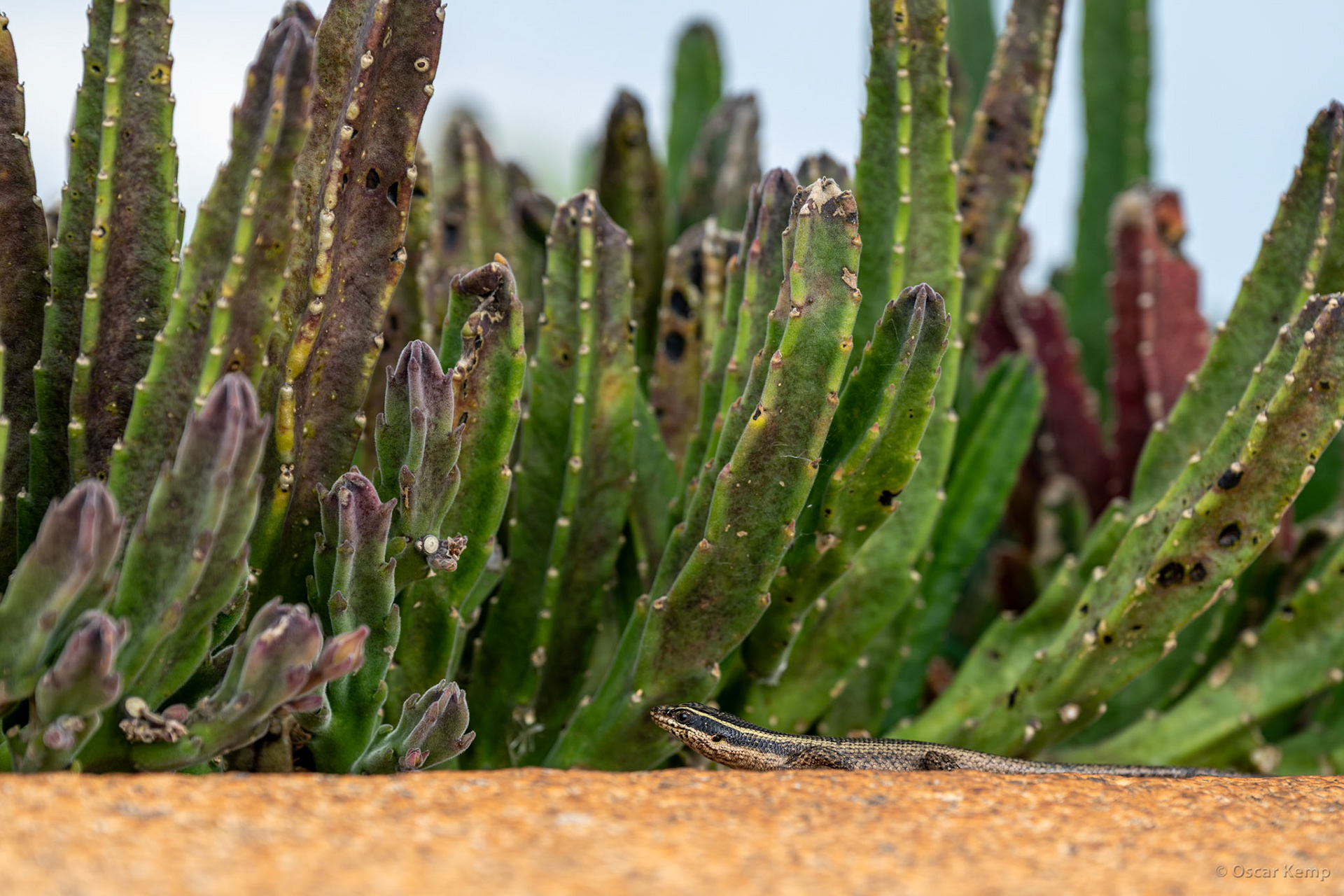 Voortrekkersmonument, Pretoria / African striped skink (Trachylepis striata) hunting flies among the cacti [South Africa, 2026 01]
