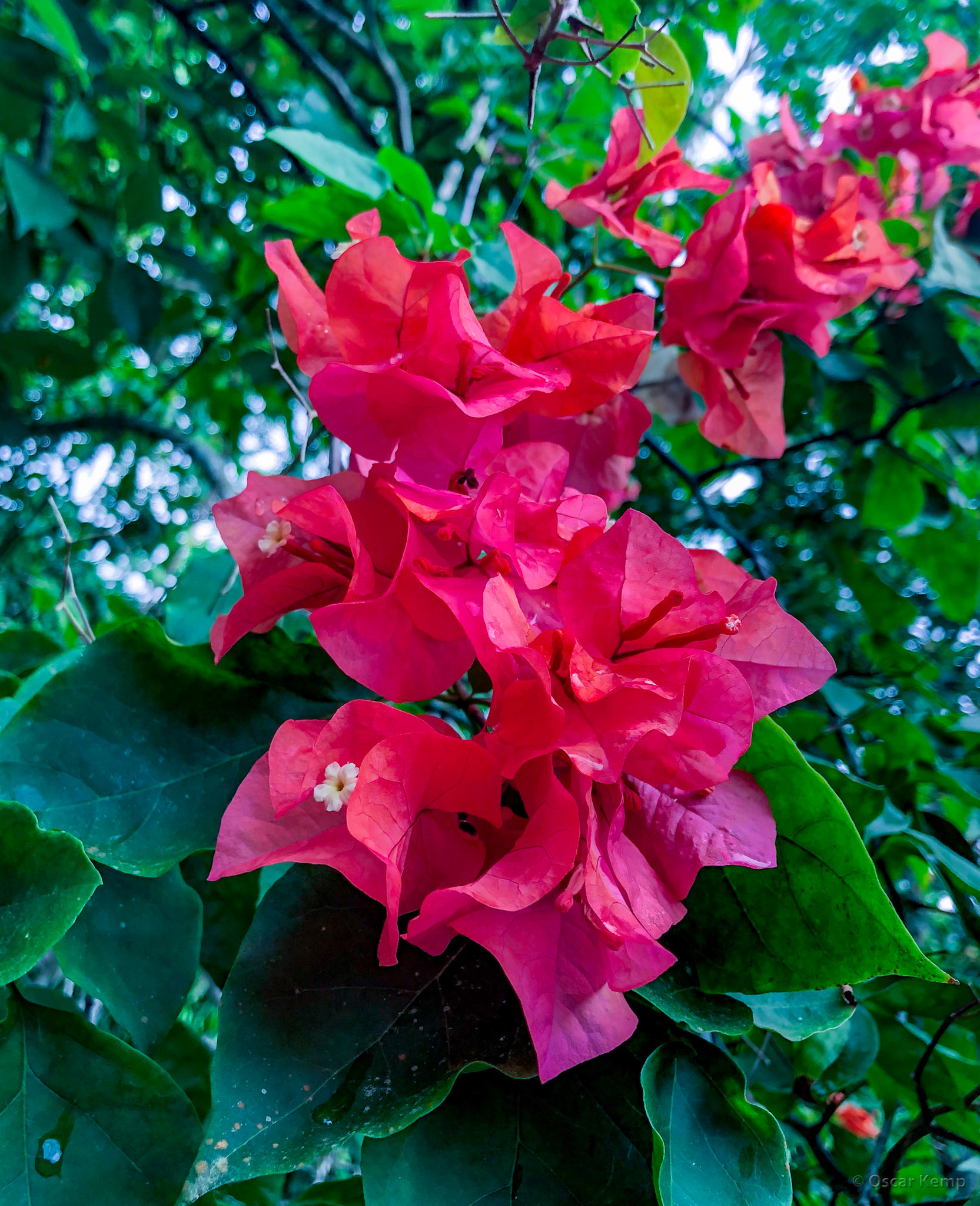 Oost-West Verbinding-5de Rijweg / Beautiful South American bougainvillea (Bougainvillea spectabilis) [Suriname, 2019 10]