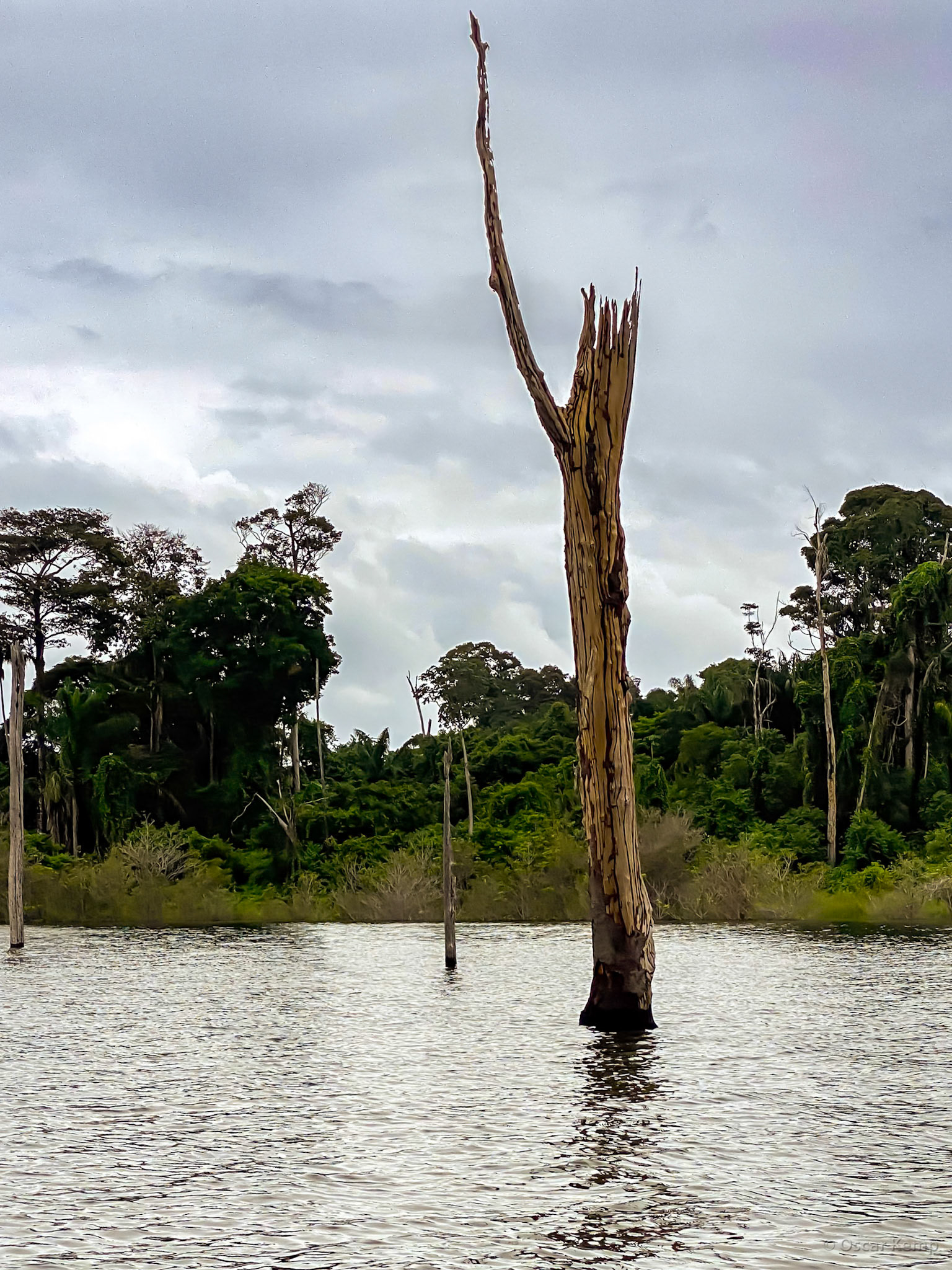 van Blommenstijn stuwmeer / Habitat of Tukunaris in the reservoir [Suriname, 2022 03]