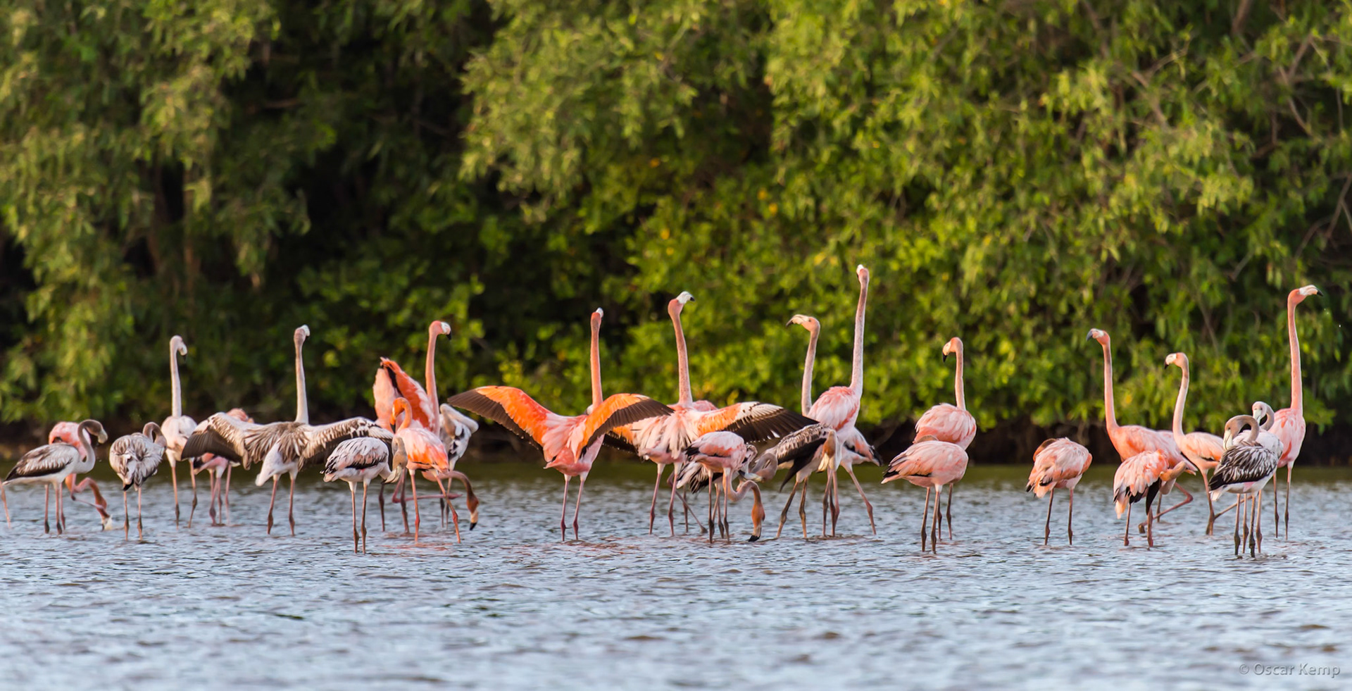 Beautiful and graceful South American flamingo (Phoenicopterus ruber) [Suriname/Bigi Pan, 2018 10]