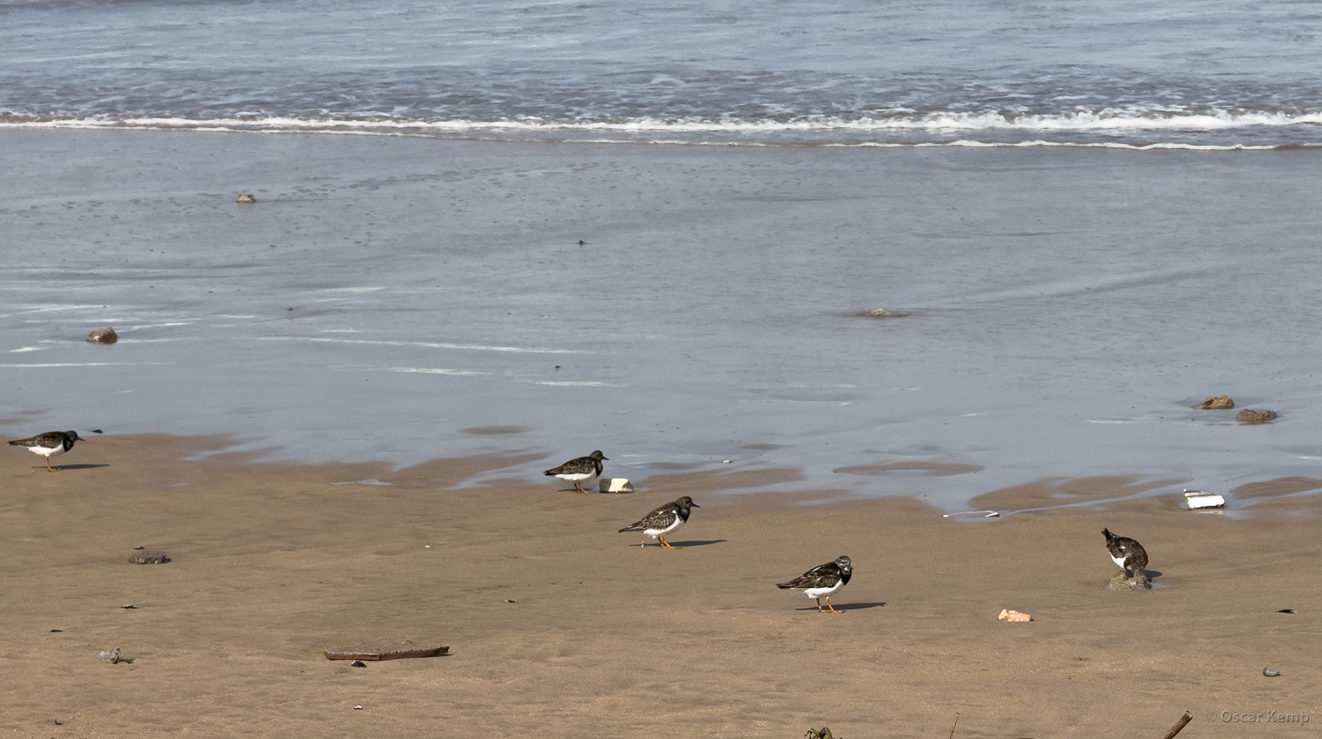Essaouira-Beach / Waders, probably Kentish Plover (Anarhynchus alexandrinus) or Black Turnstone (Arenaria melanocephala) [Marocco, 2025 02]