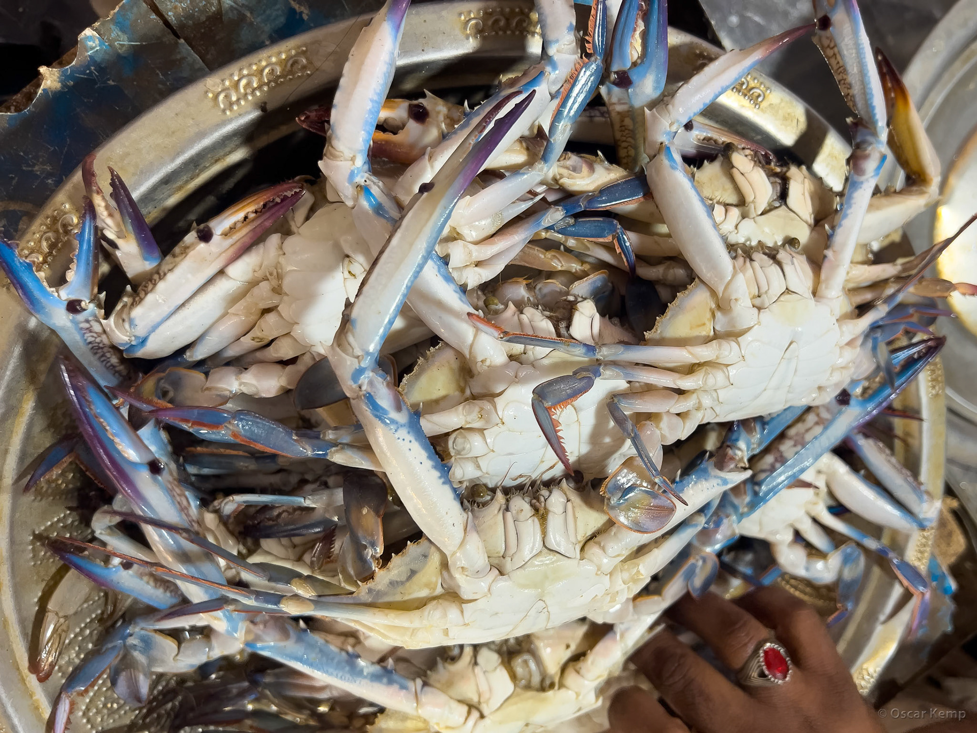Madurai / Delicious blue swimming crabs (Portunus pelagicus) in the fish market near Sri Veli St [India 2024 09]