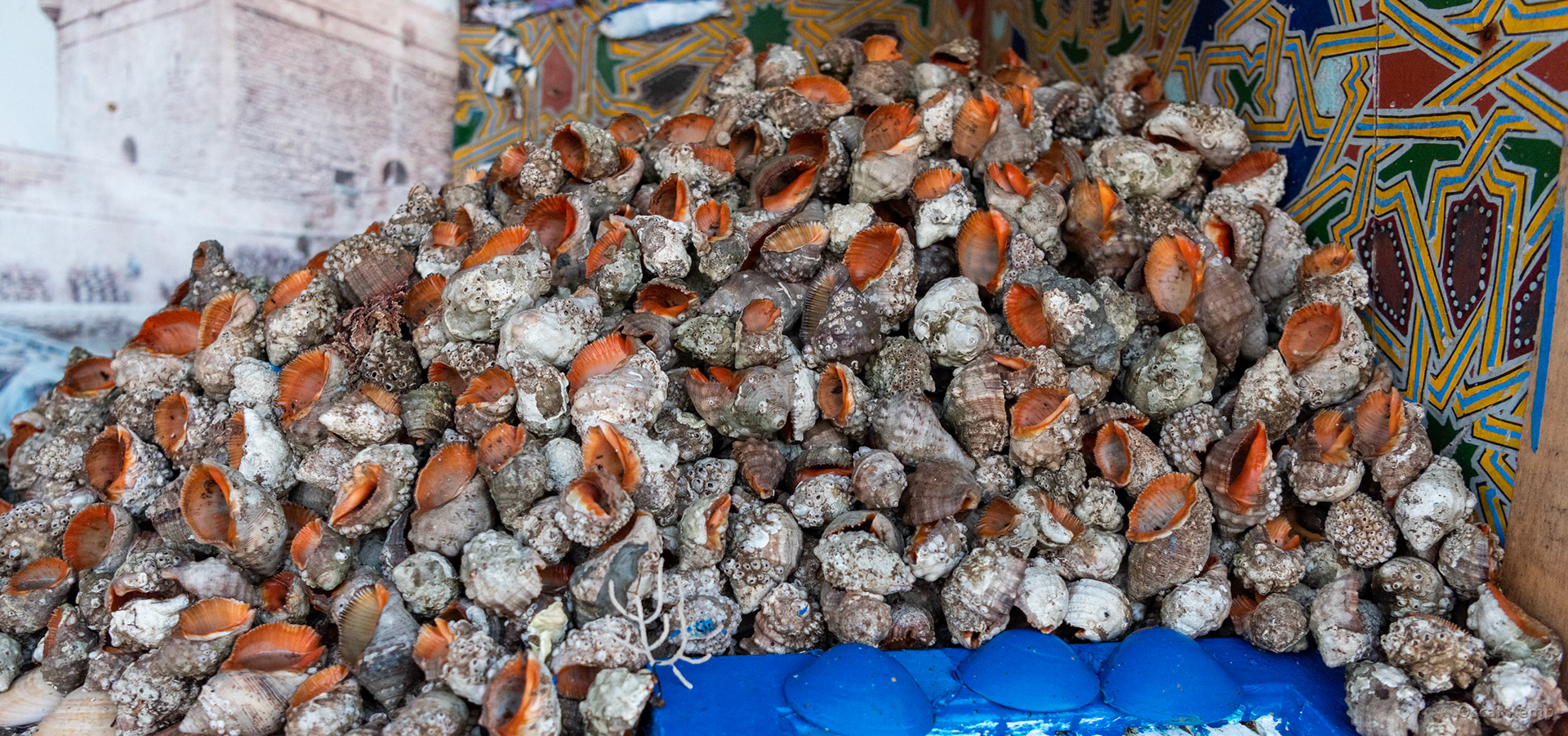 Essaouira-Harbour / Shells of the Veined rapa whelk (Rapana venosa) at the fish market [Marocco, 2025 02]
