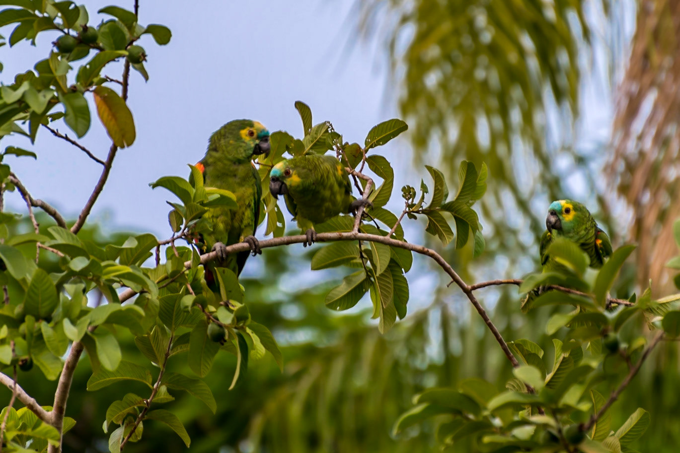 Mato Grosso do Sul-Santa Delfina / Blue-fronted amazon (Amazona aestiva) enjoying wild guava fruits [2017 01]