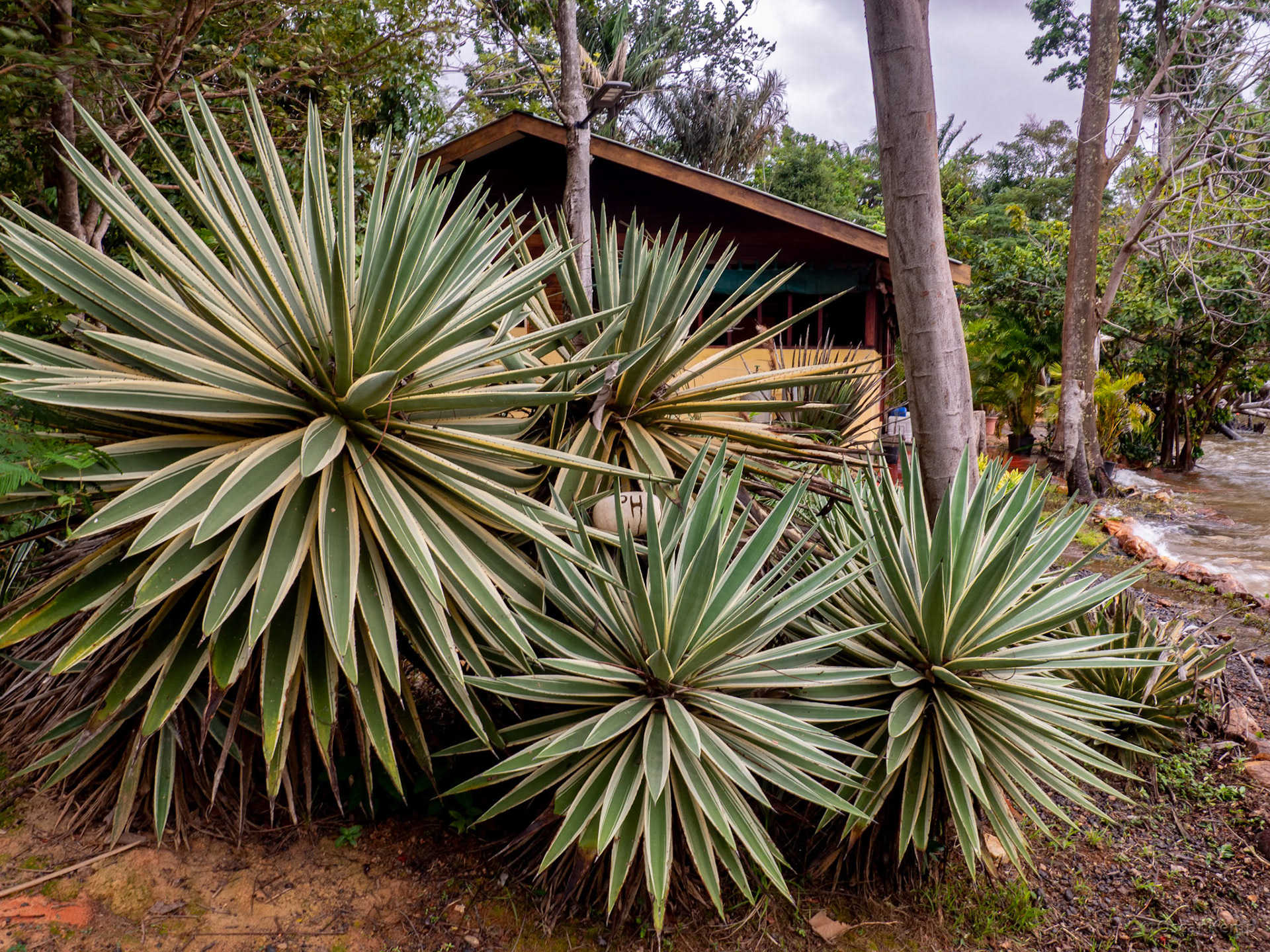 Bongo Island / Graceful agave (Agave angustifolia) in exotic garden at island resort [Suriname, 2022 03]