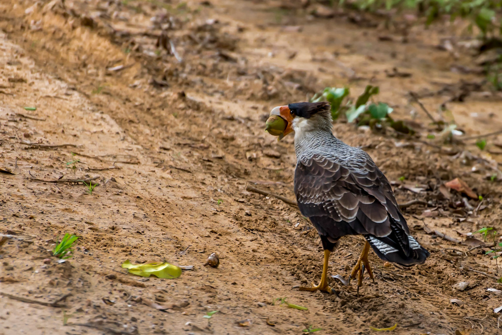 Mato Grosso do Sul-Road MS-184 / Clever Crested Caracara (Caracara plancus plancus) places hard nuts on the road to be cracked by traffic [2017 01]