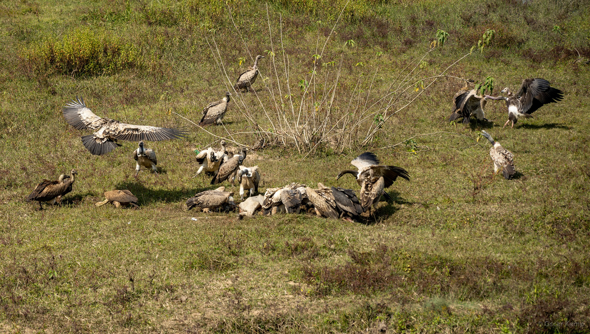 Bandhavgarh,Madhya Pradesh  / Voracious Indian or long-billed vultures (Gyps indicus) in a feeding frenzy around the carcass of a bovine animal  [India 2025 11]