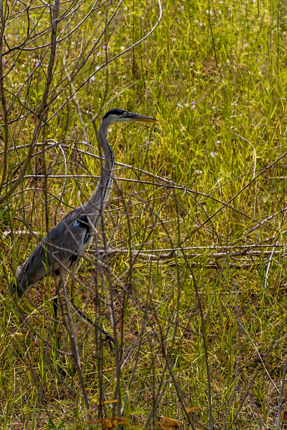 Mato Grosso do Sul-Road MS-184 / Cocoi heron (Ardea cocoi) foraging in the bushes for insects and other small prey [2017 01]
