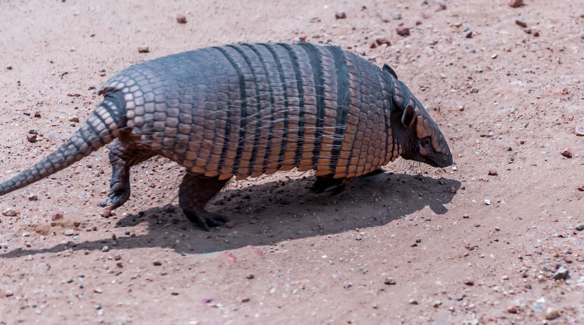 Mato Grosso do Sul-Road MS-184 / Seven-banded armadillo, kapasi or piche (Dasypus septemcinctus) crosses the road [2017 01]