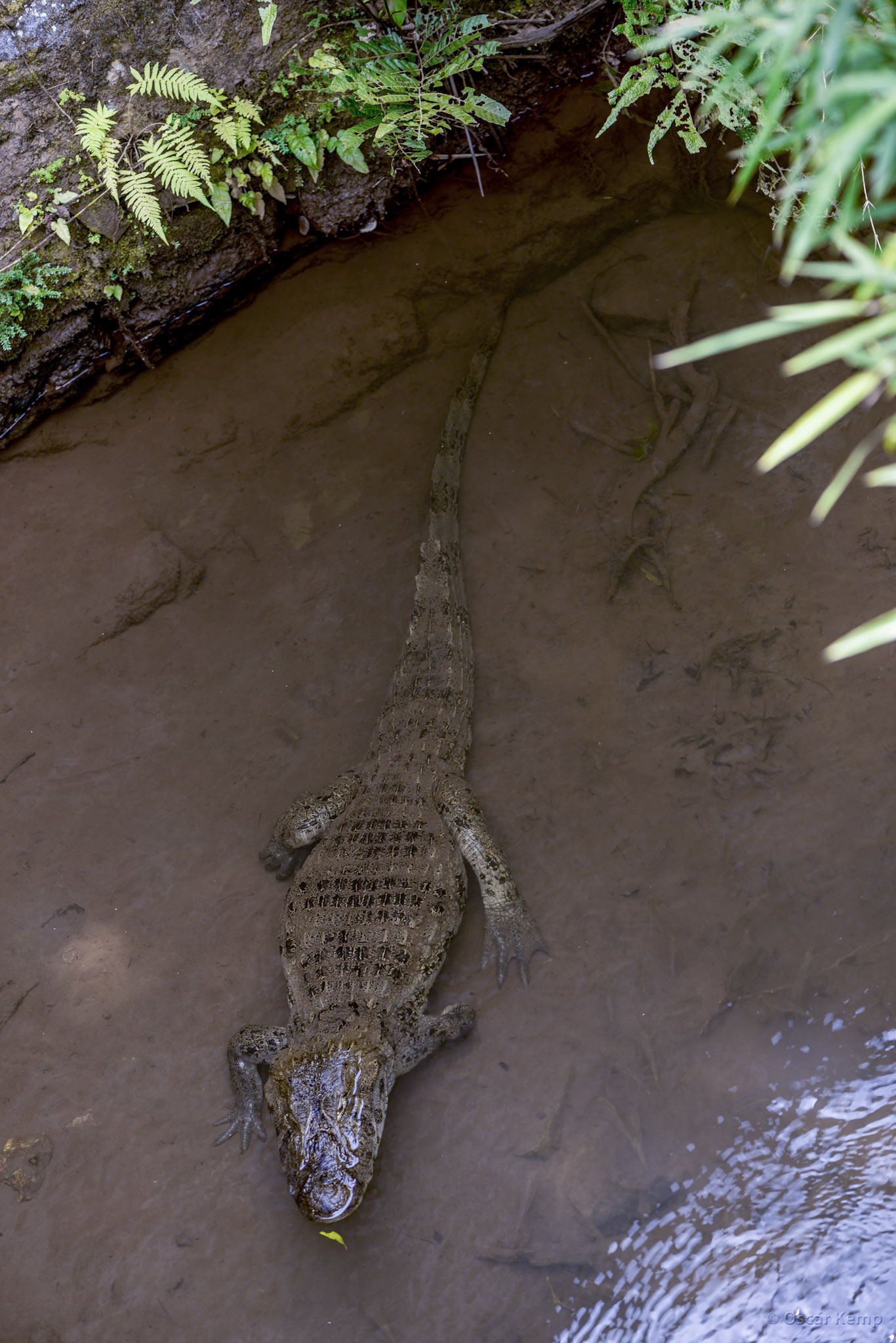 Brazilian Iguazú / Spectacled caiman (Caiman crocodilus) in a creek near waterfalls [2016 12]