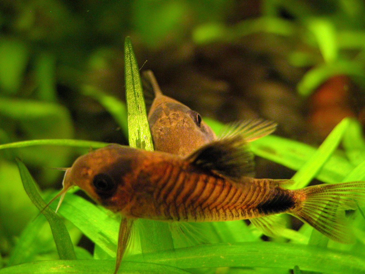 (i) Pantsermeervalletjes (Corydoras) hebben wat meer behoefte aan privacy en laten zich minder makkelijk fotograferen. Hier in de typische T-houding bij de paring.