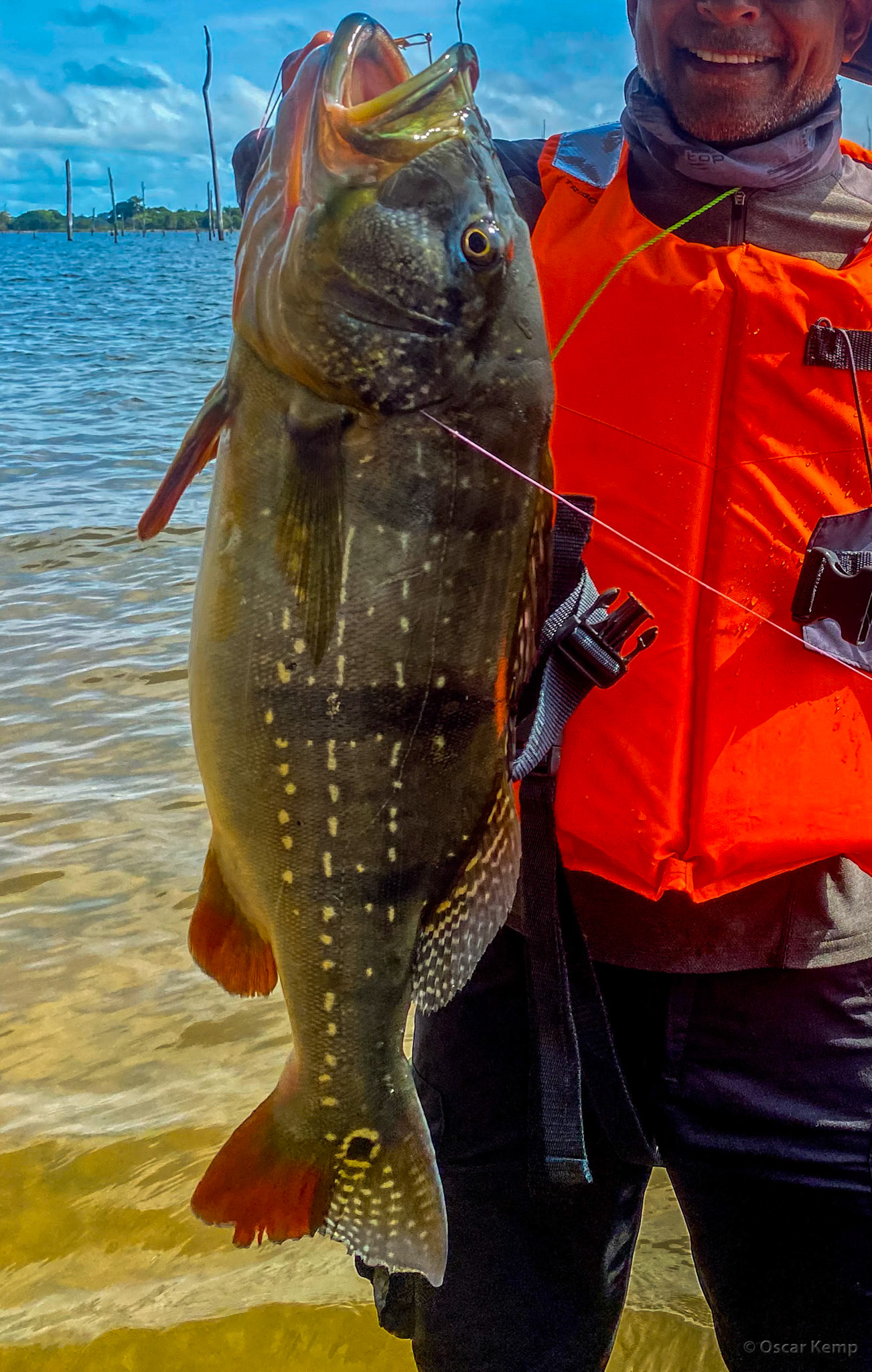 near Friends Place Island / Got it! a whopper of a Tukunari (Cichla temensis) [Suriname, 2022 10]