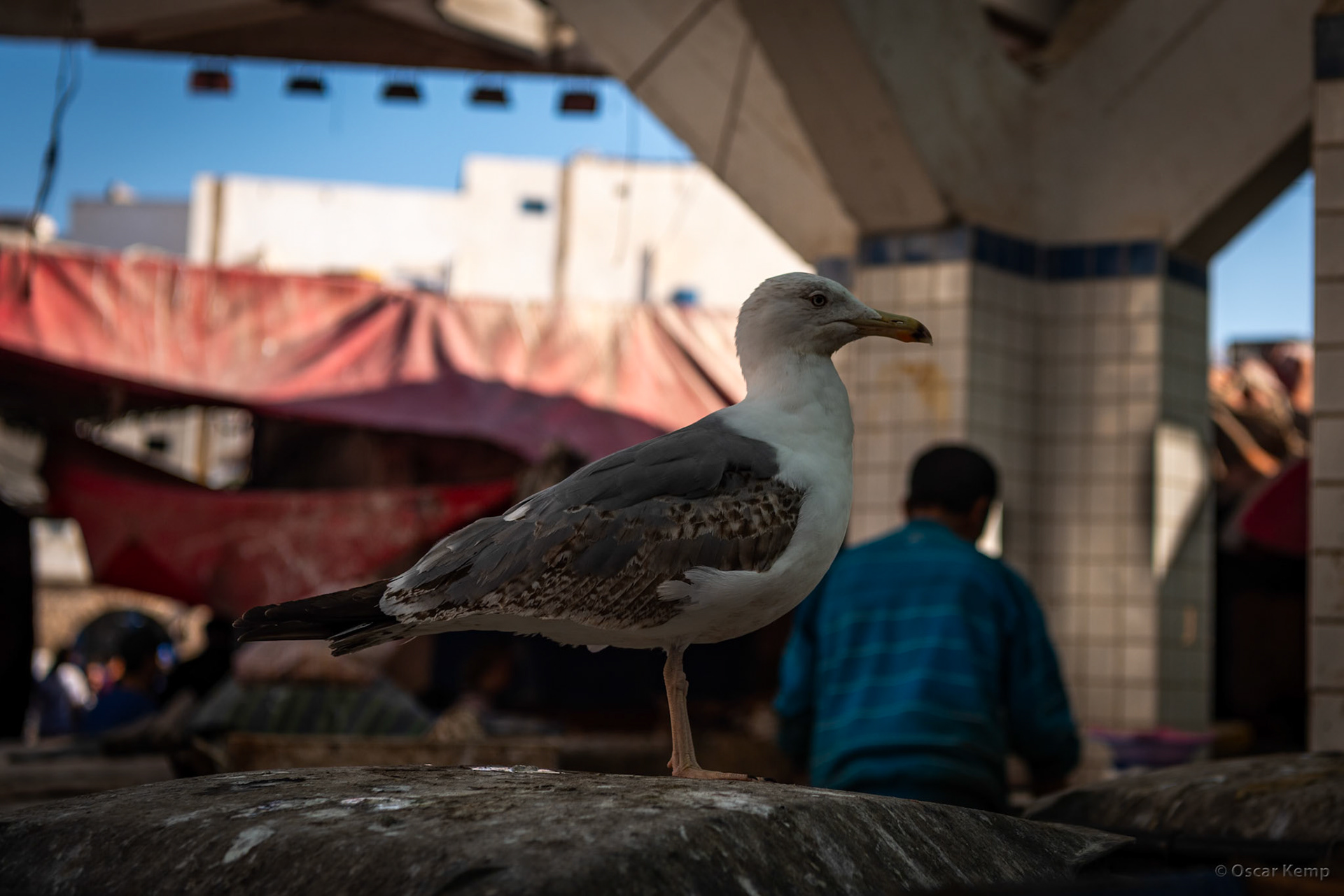 Essaouira-Rue Jbala / Patient seagull at open fish market [Marocco, 2025 02]