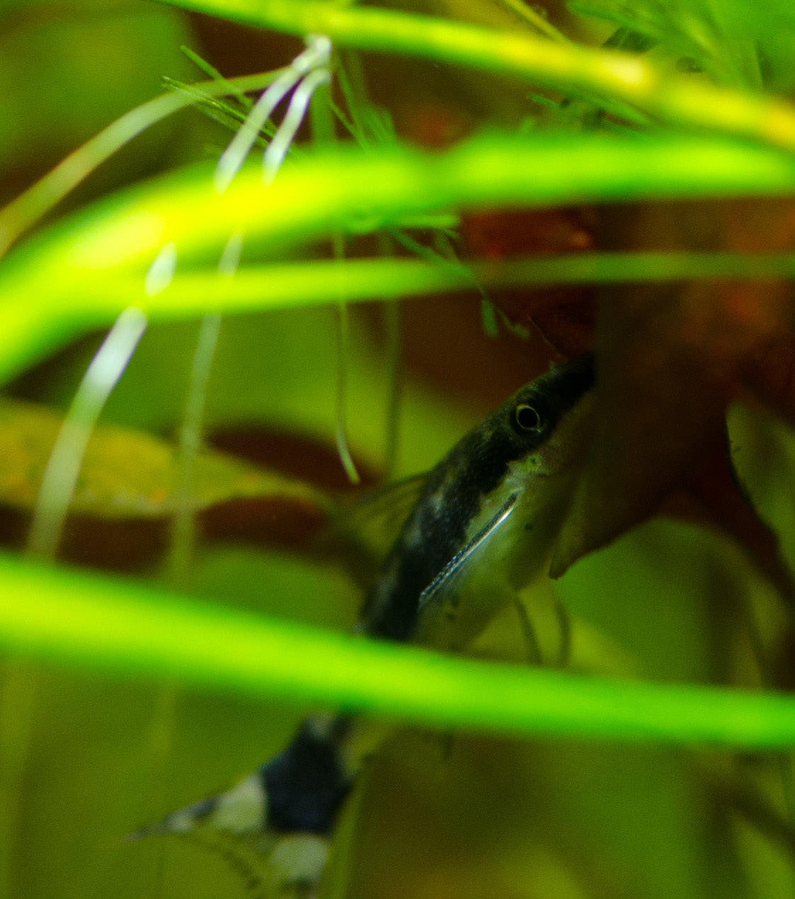 Gemarmerde Otocinclus