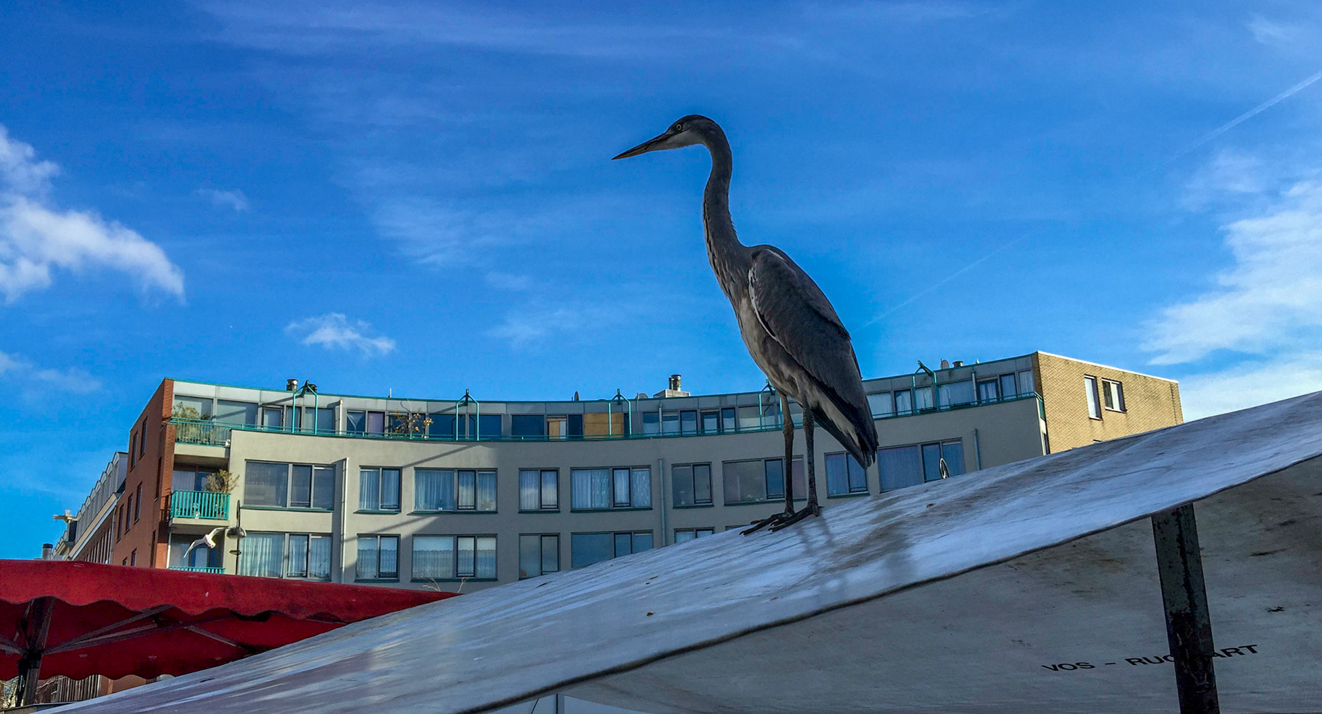 Geduldige reiger op een visstand op de Dappermarkt in Oost