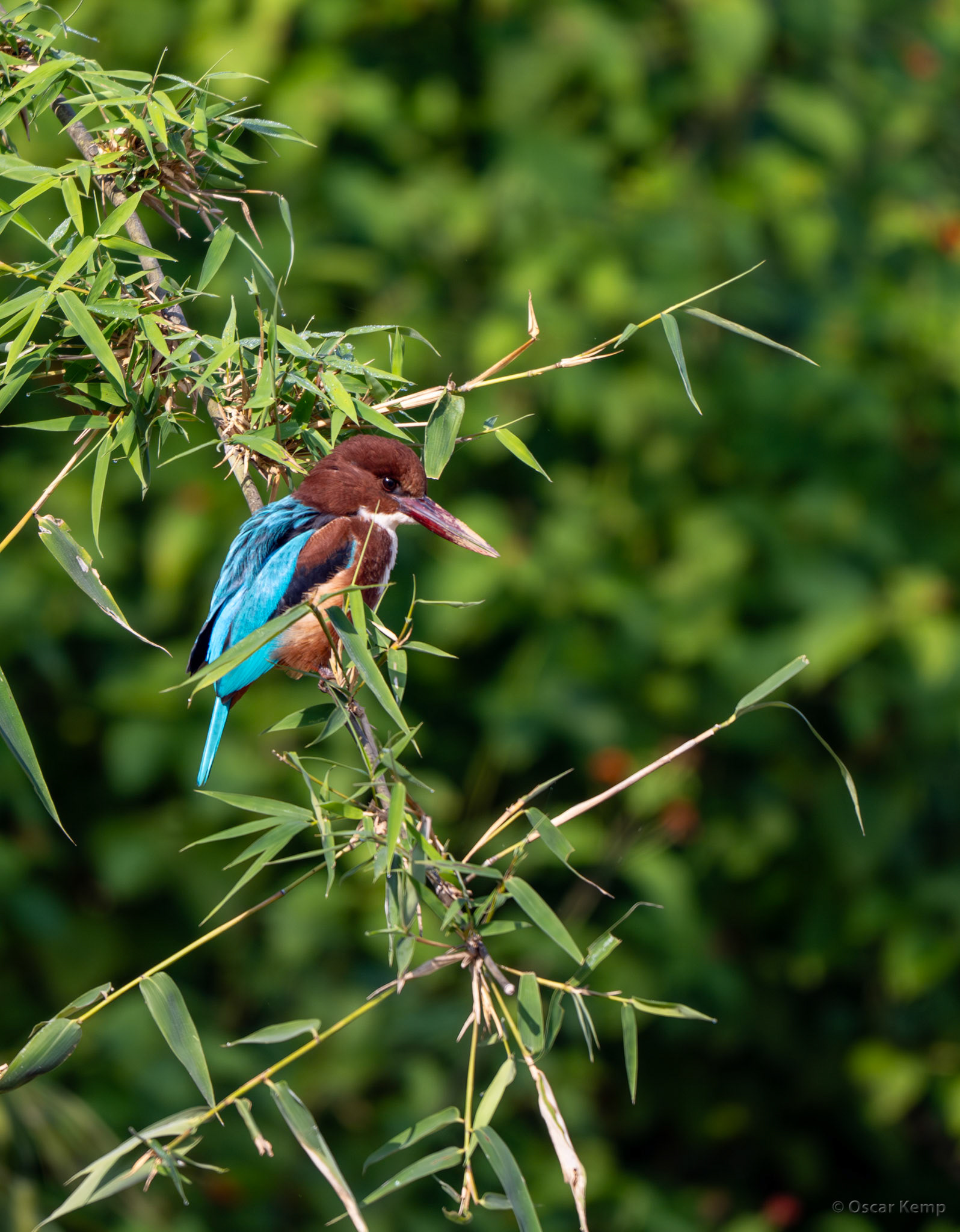 Bandhavgarh,Madhya Pradesh  / White-throated kingfisher (Halcyon smyrnensis) aka white-breasted kingfisher on the lookout for prey (also on land) [India 2025 11]