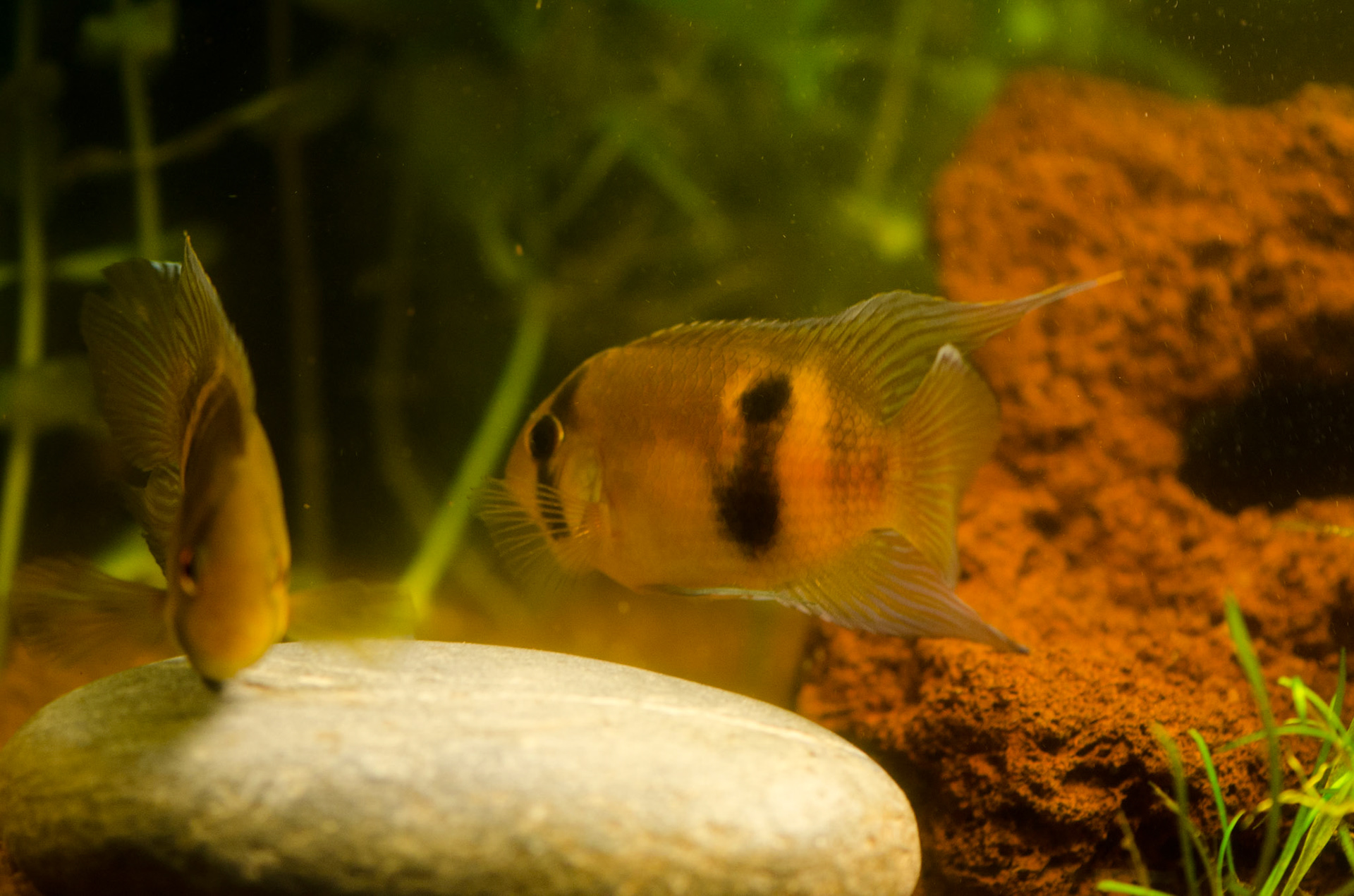 (2) De platte kei wordt door het paartje  minutieus ontdaan van algen en grondig schoongemaakt. Andere vissen worden consequent verjaagd.
