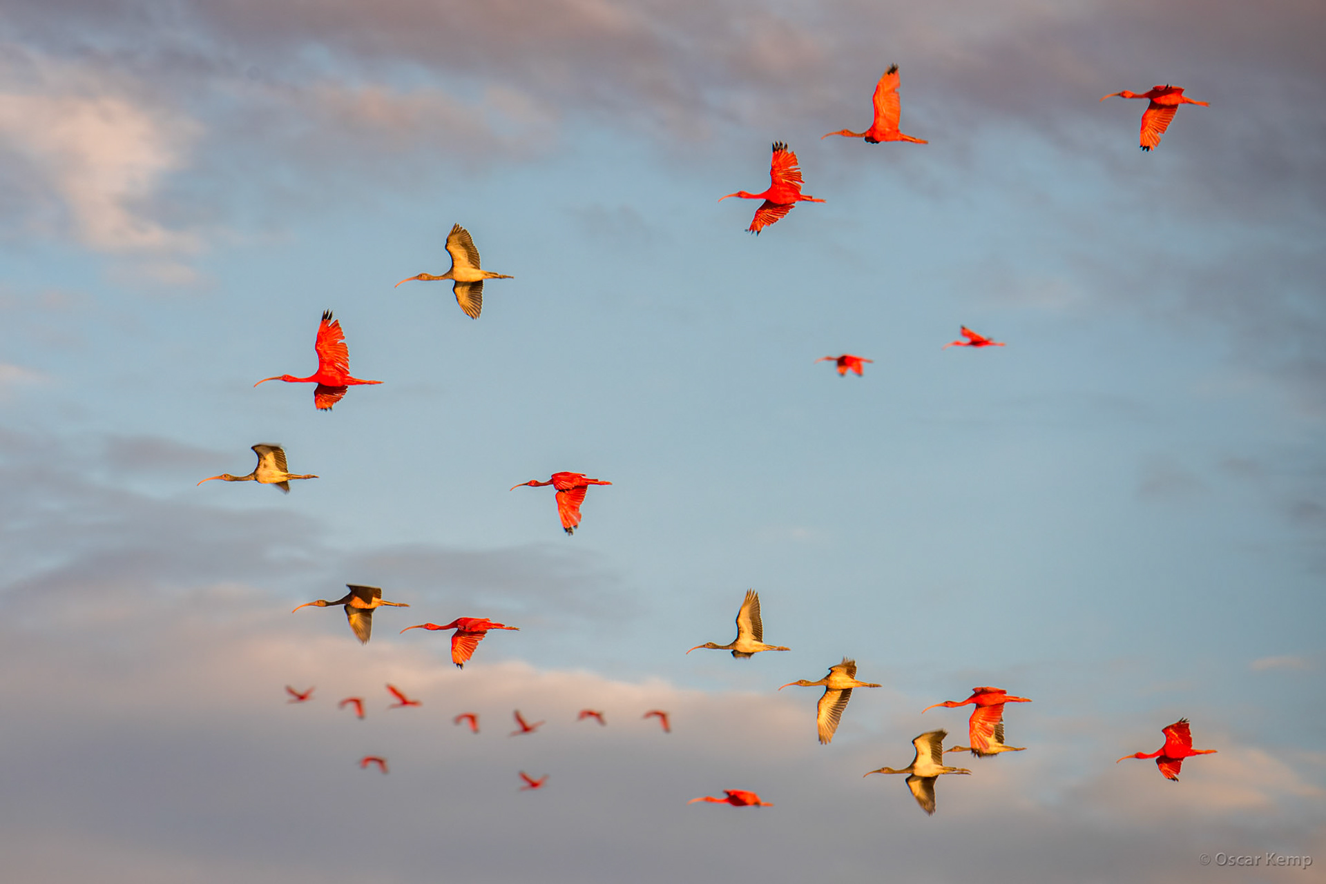 Scarlet ibises (Eudocimus ruber) on the return flight from foraging sites to their roosting nests [Suriname/Bigi Pan, 2018 10]