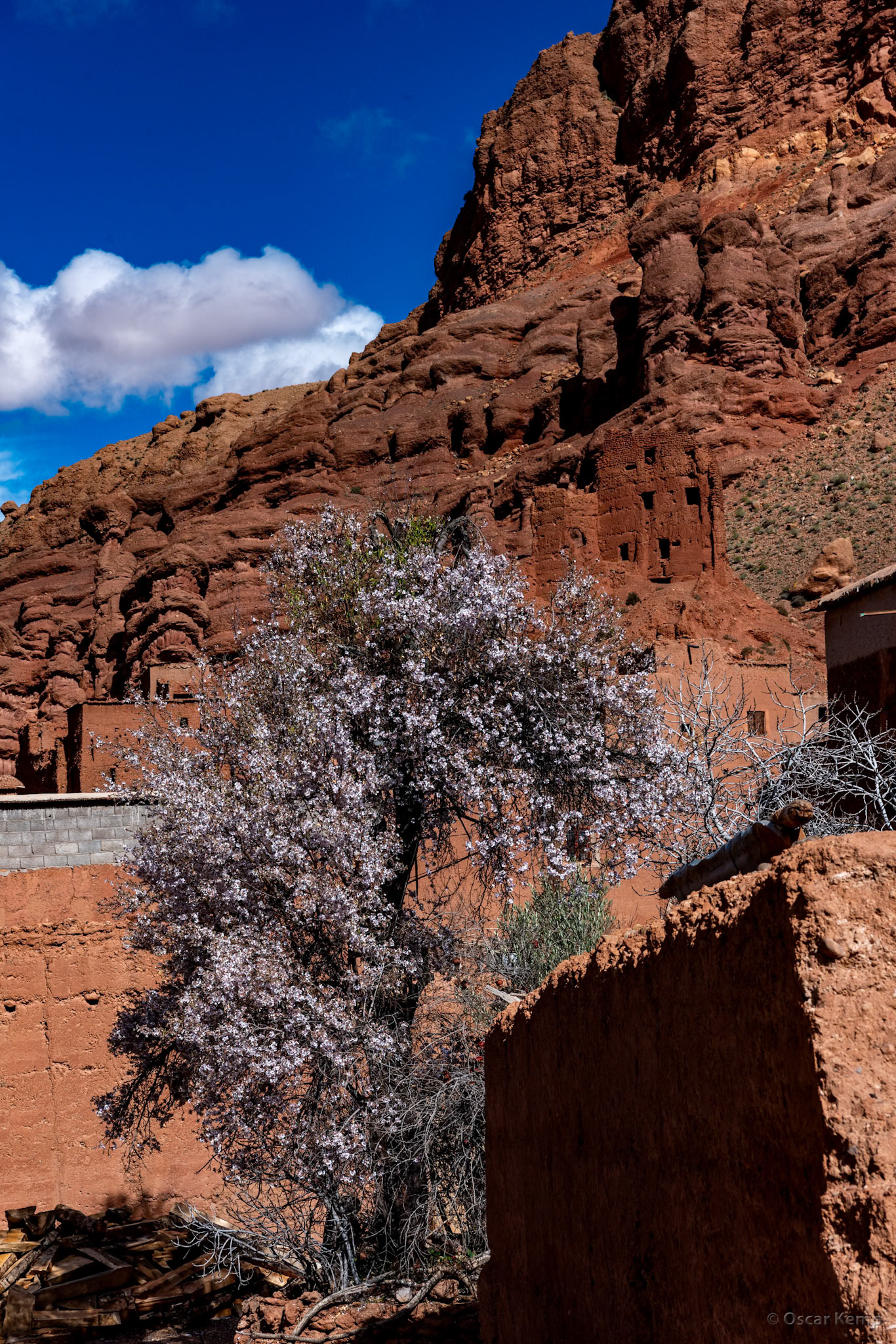 Dadés Gorges/ Almond blossom with  towering rock face in background [Marocco, 2025 02]
