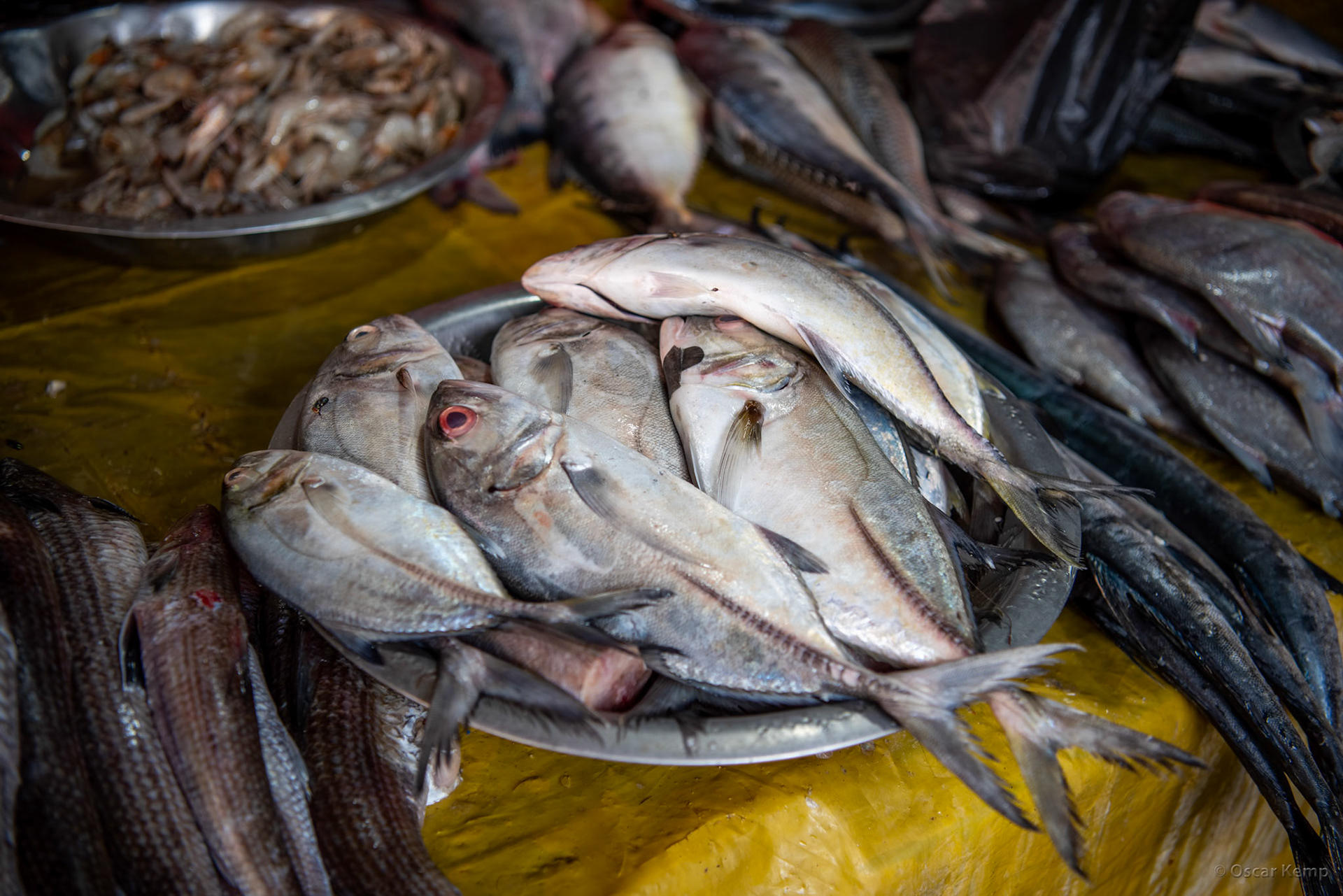 Madurai / Fresh seafood at Sri Veli St market [India 2024 09]