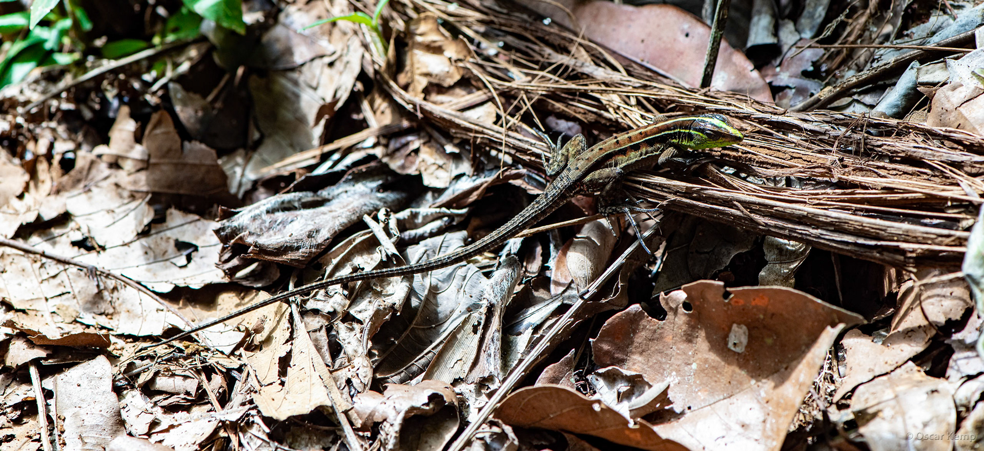 Lagadisa (Ameiva surinamensis var. atrigularis) /  [2019 10]