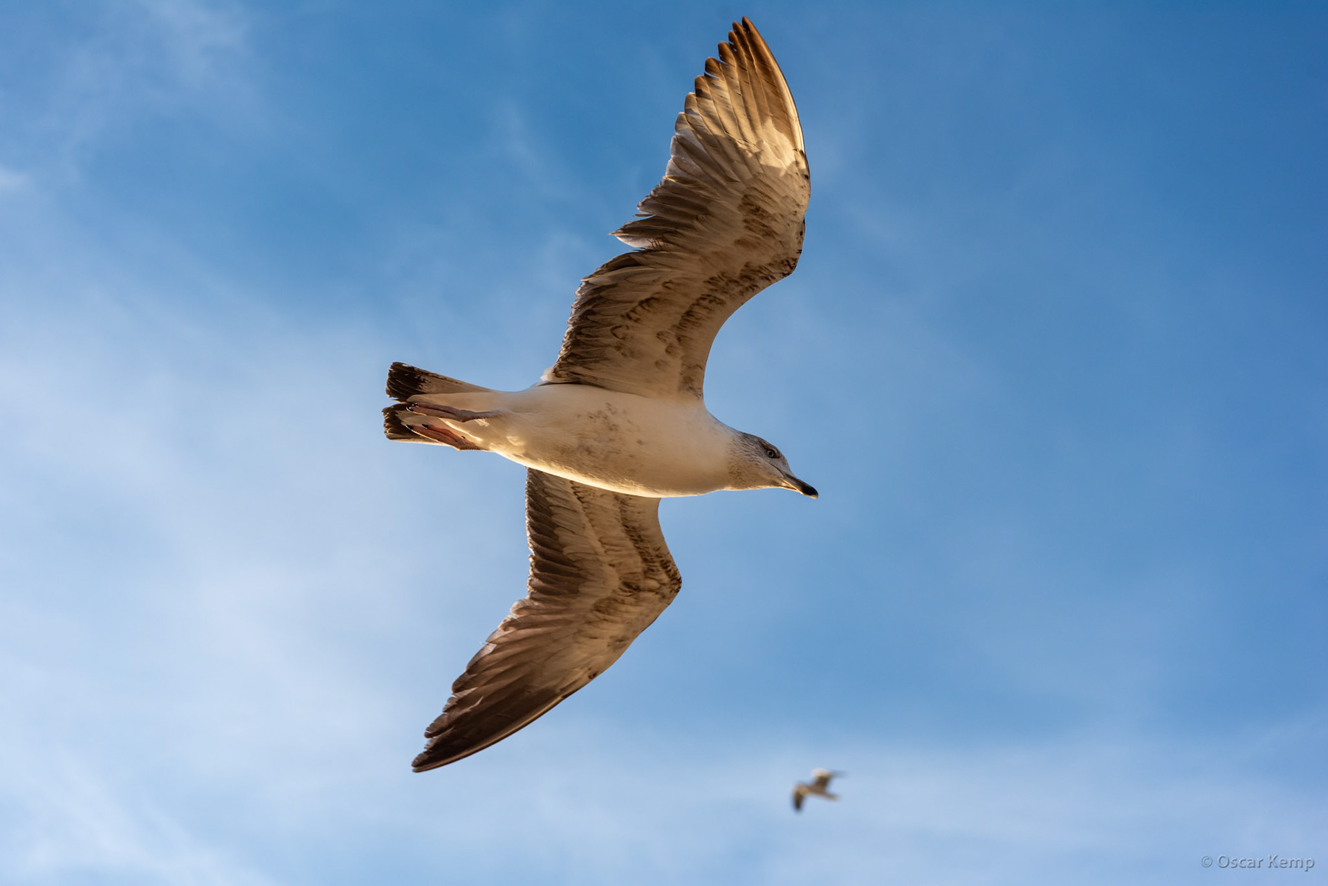 Essaouira-Harbour / Juvenile Yellow-legged Gull (Larus michahellis) patrolling above the fish market [Marocco, 2025 02]