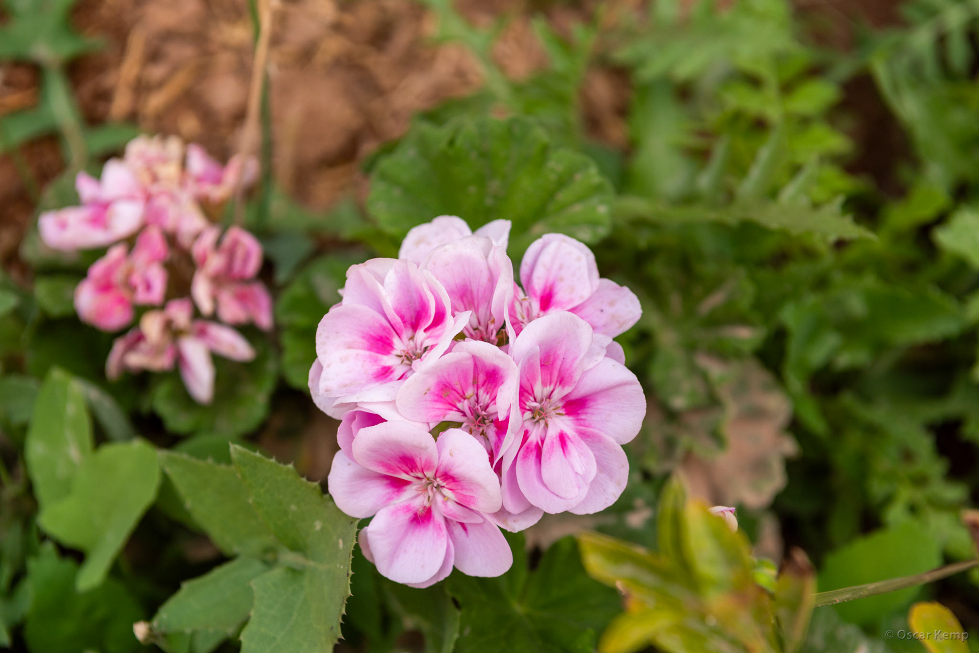 Agdz / Delicate wild desert beauty (Pelargonium cucullatum) [Marocco, 2025 02]