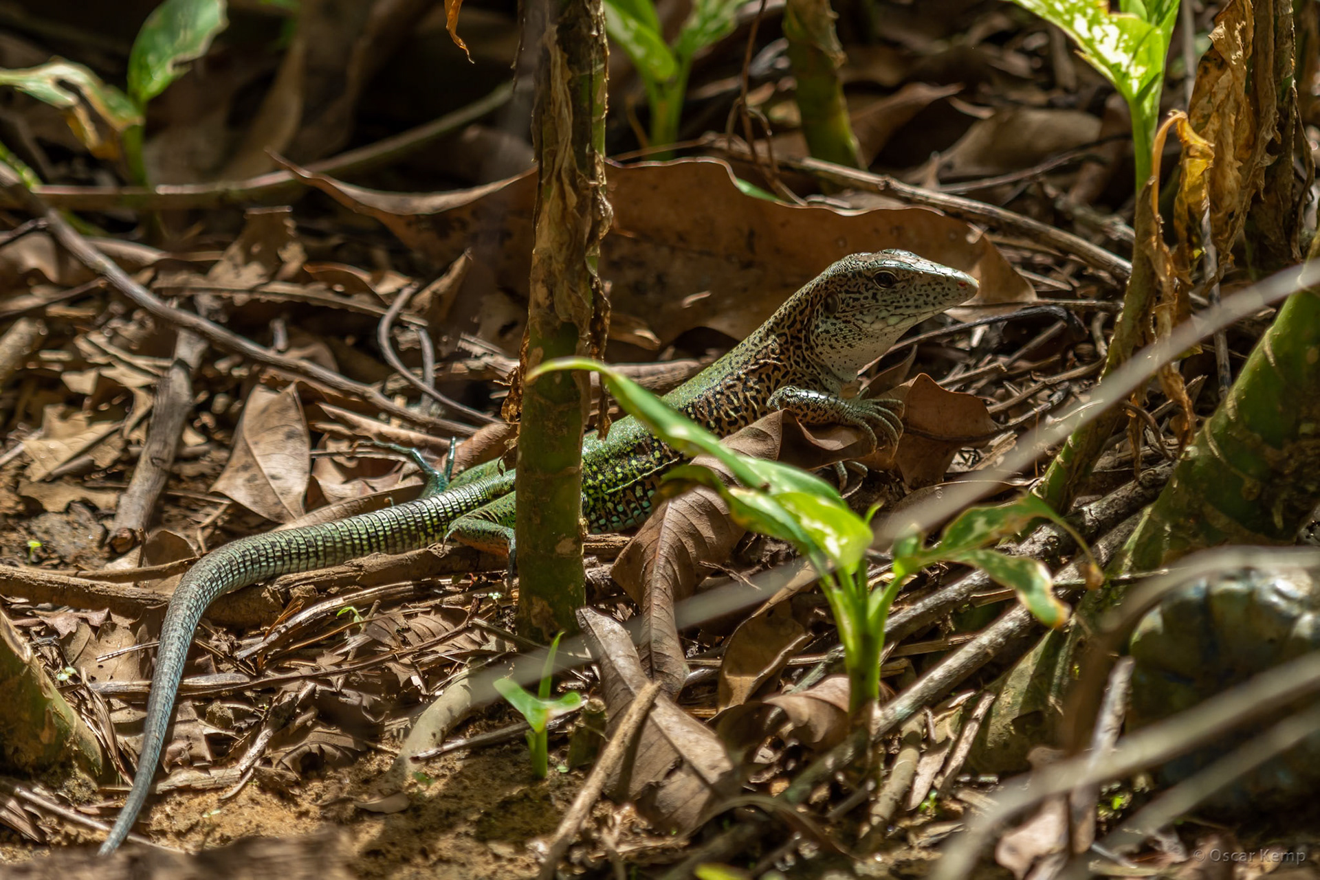 Republiek / Common adult garden lizard or lagadisa (Ameiva ameiva ♂) [Suriname, 2019 10]