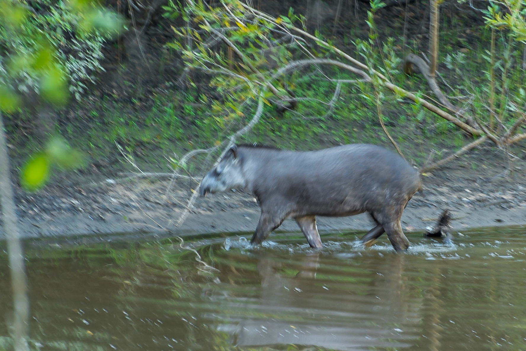 Mato Grosso do Sul-Santa Delfina / Flash of a shy South American tapir, anta or Bofru (Tapirus terrestris) [2017 01]