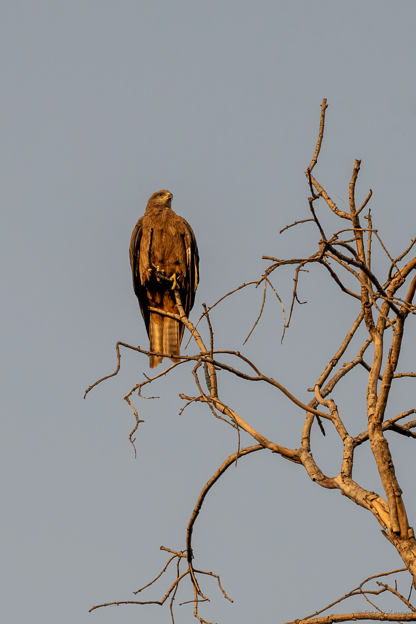 New Delhi-India Gate / Resting Steppe Eagle (Aquila nipalensis) [India 2025 11]