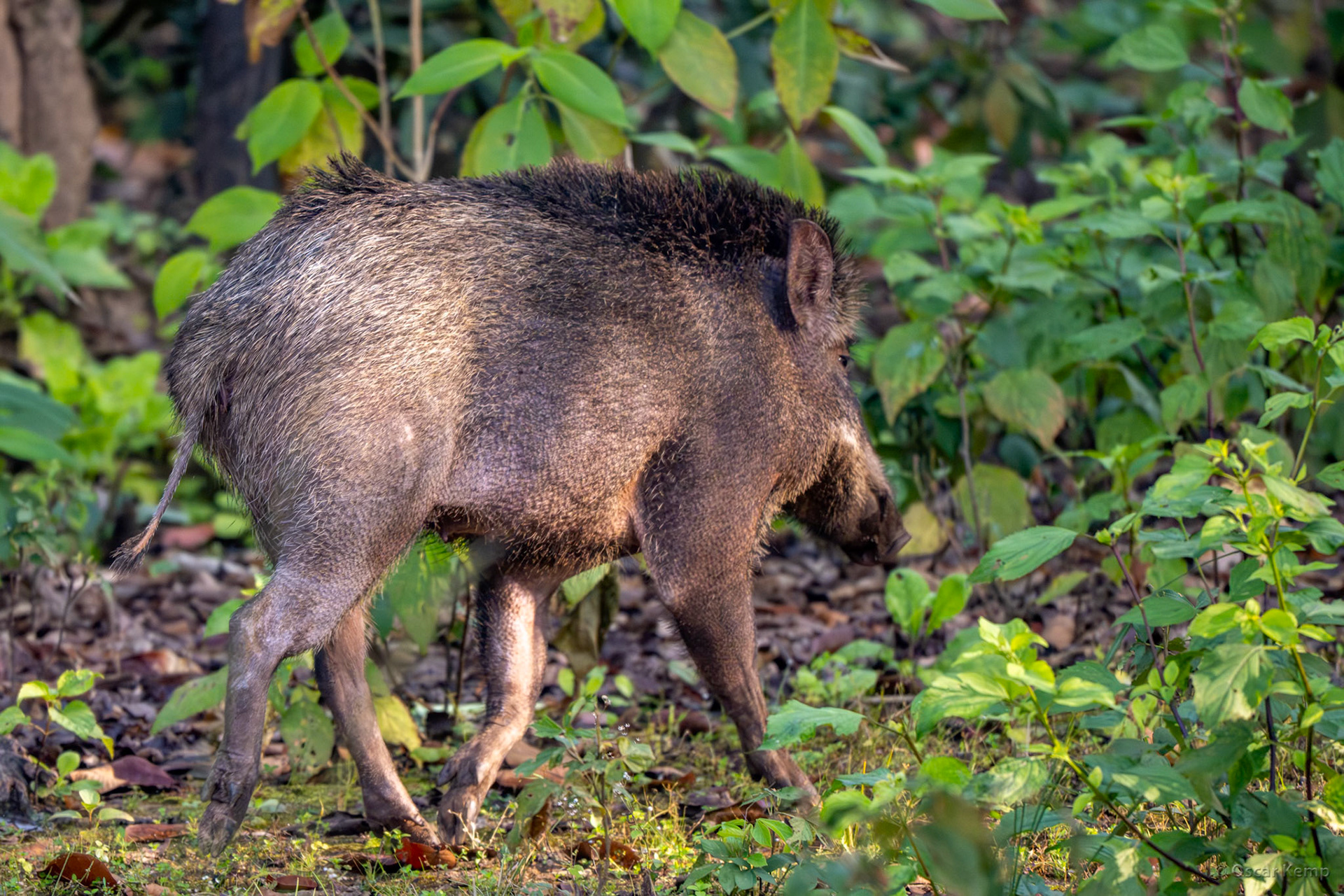 Kanha, Madhya Pradesh / Always cautious Indian boar (Sus scrofa cristatus), aka Moupin pig  continuously moving while foraging in and on the forest floor [India 2025 11]
