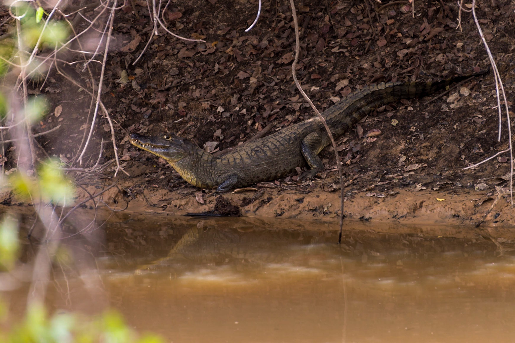 Mato Grosso do Sul-Santa Delfina / Alert Yacare Caiman (Caiman yacare) close to the safety of the creek [2017 01]