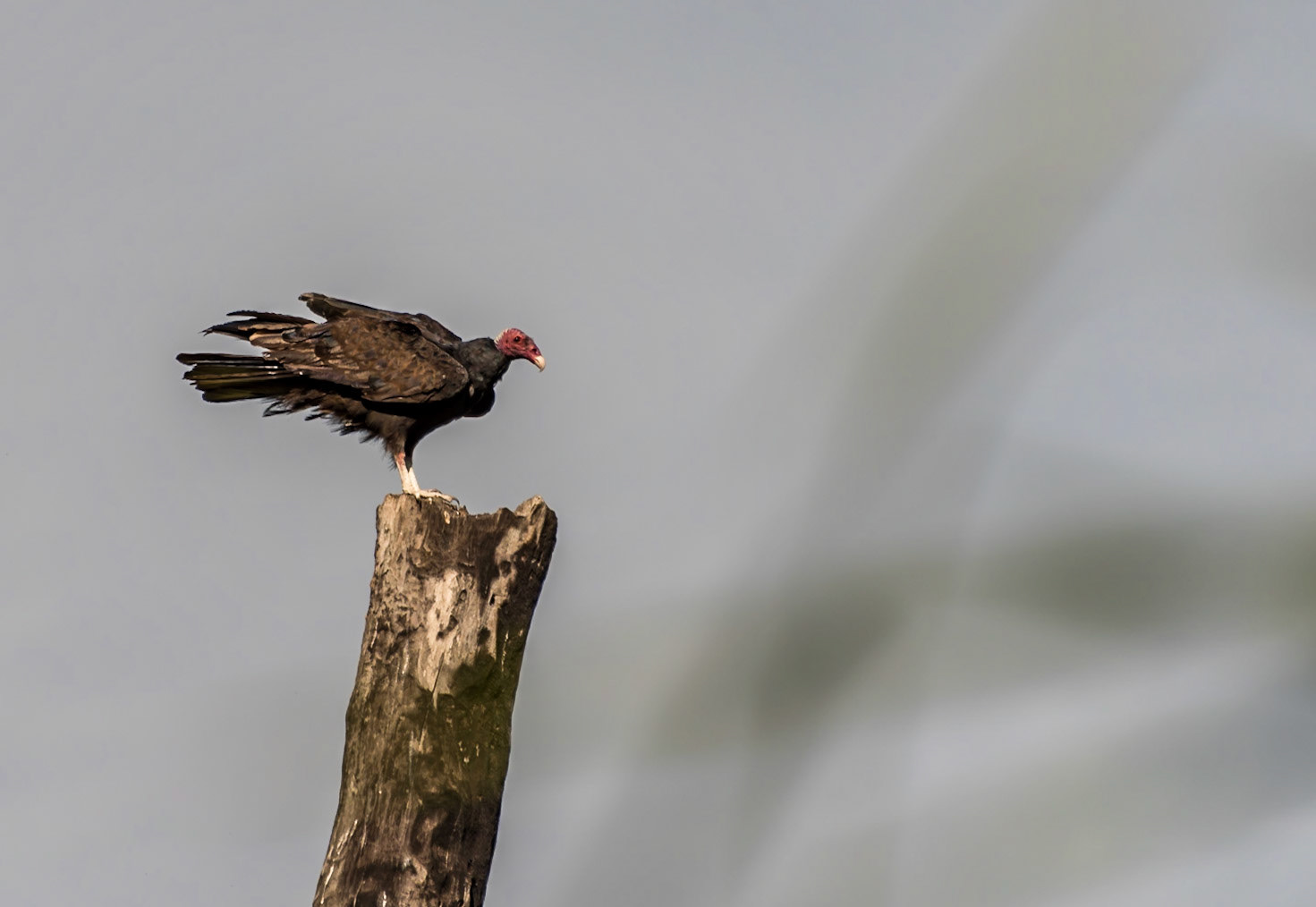 Mato Grosso do Sul-Xaraés Nature camping / Local cleanup service: Turkey vulture (Cathartes aura) at a viewpoint [2017 01]