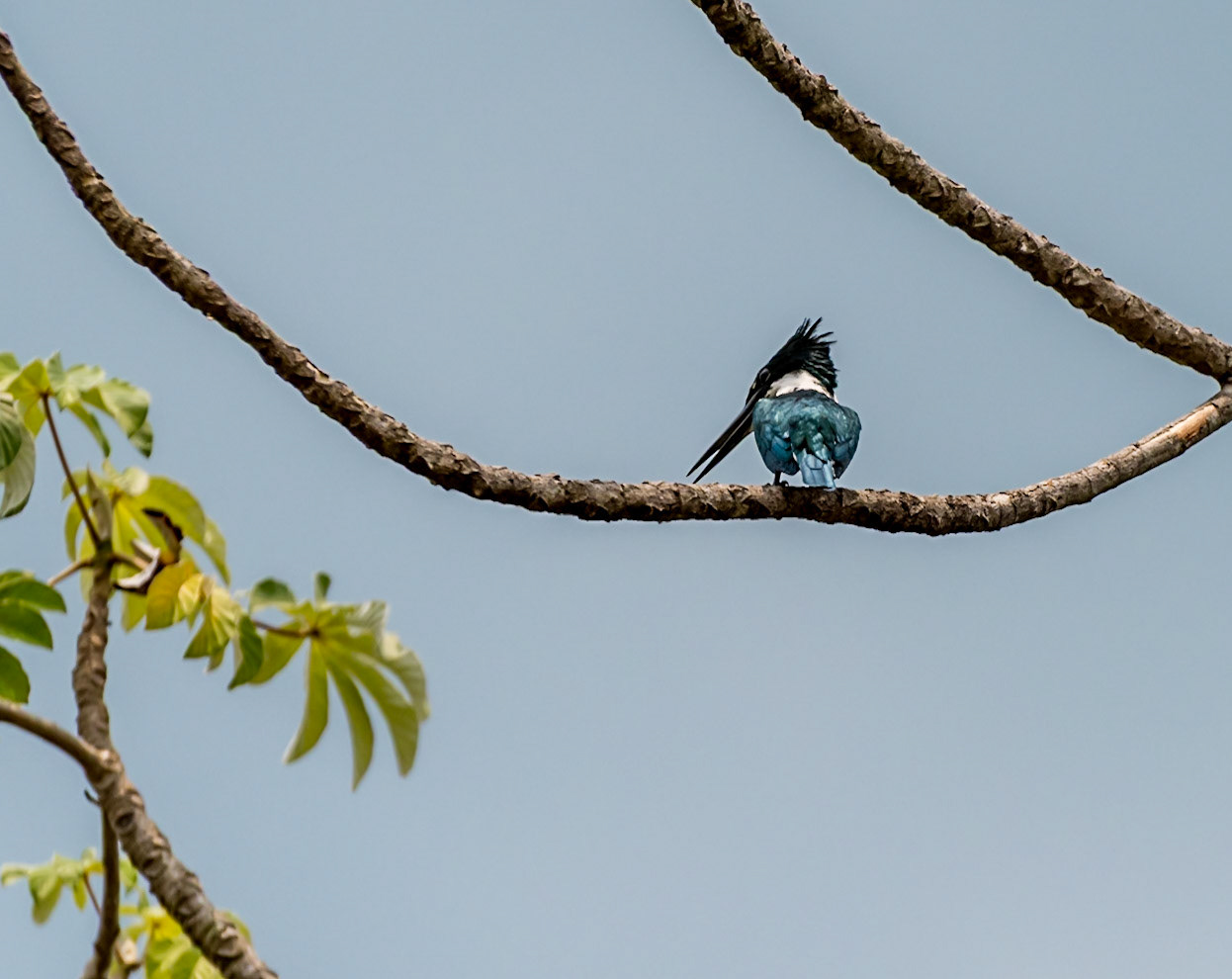 Mato Grosso do Sul-Road MS-184 / Amazon Kingfisher (Chloroceryle amazona) on its branch ready to dive for fish or crustaceans [2017 01]