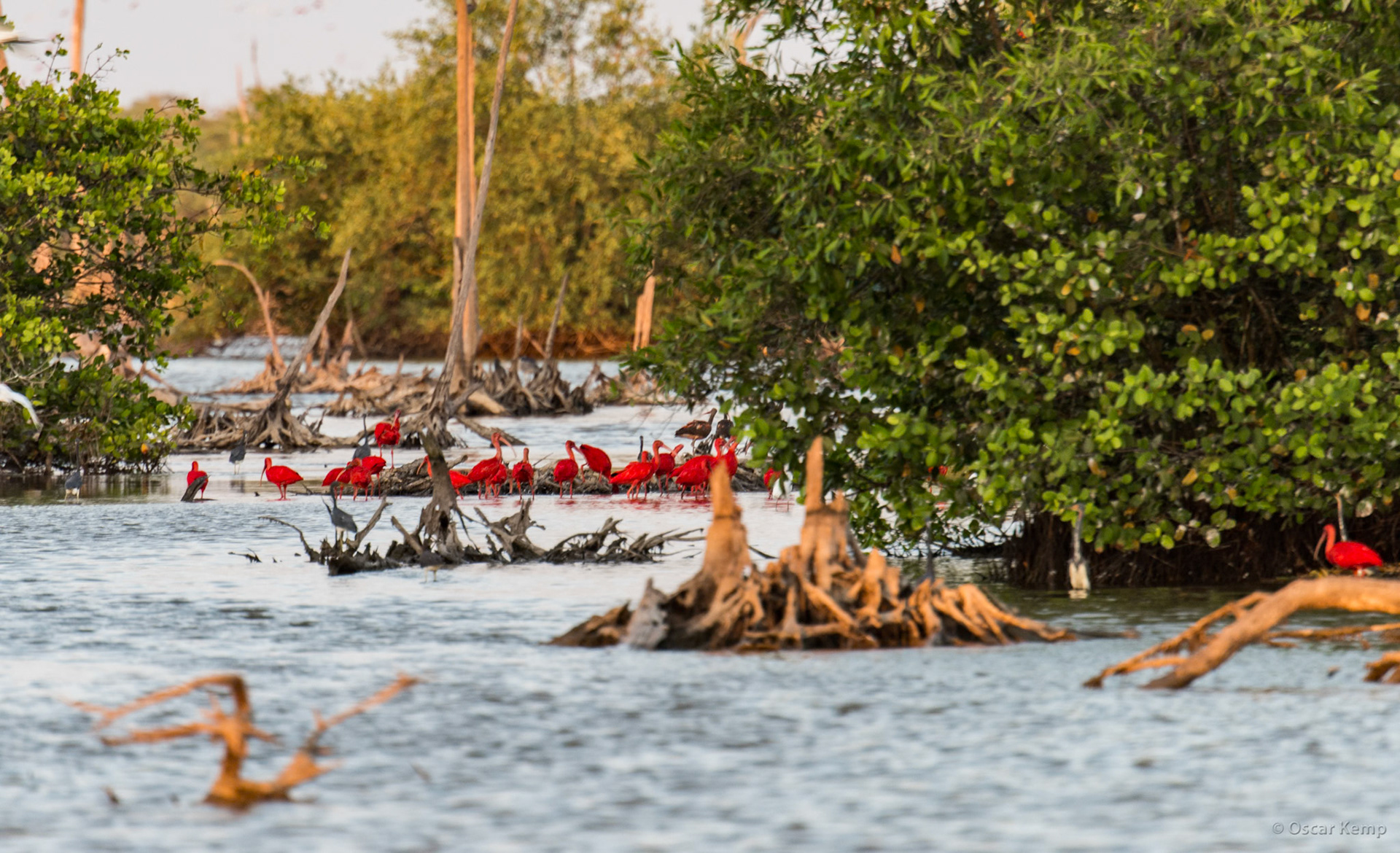 Foraging korikori or scarlet ibis (Eudocimus ruber) [Suriname/Bigi Pan, 2018 10]