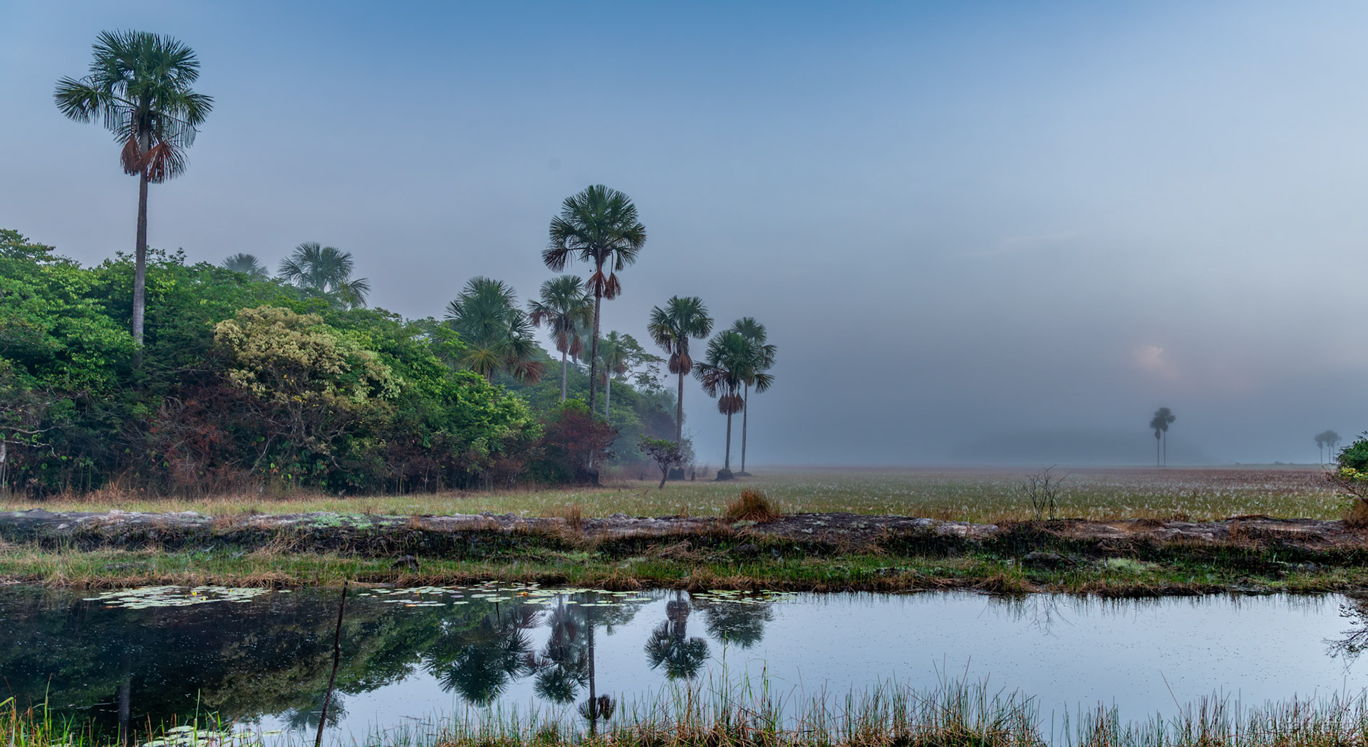 Cassewinica / Mauritius palms (Mauritia flexuosa) in Cassewinica marsh [Suriname, 2019 10]