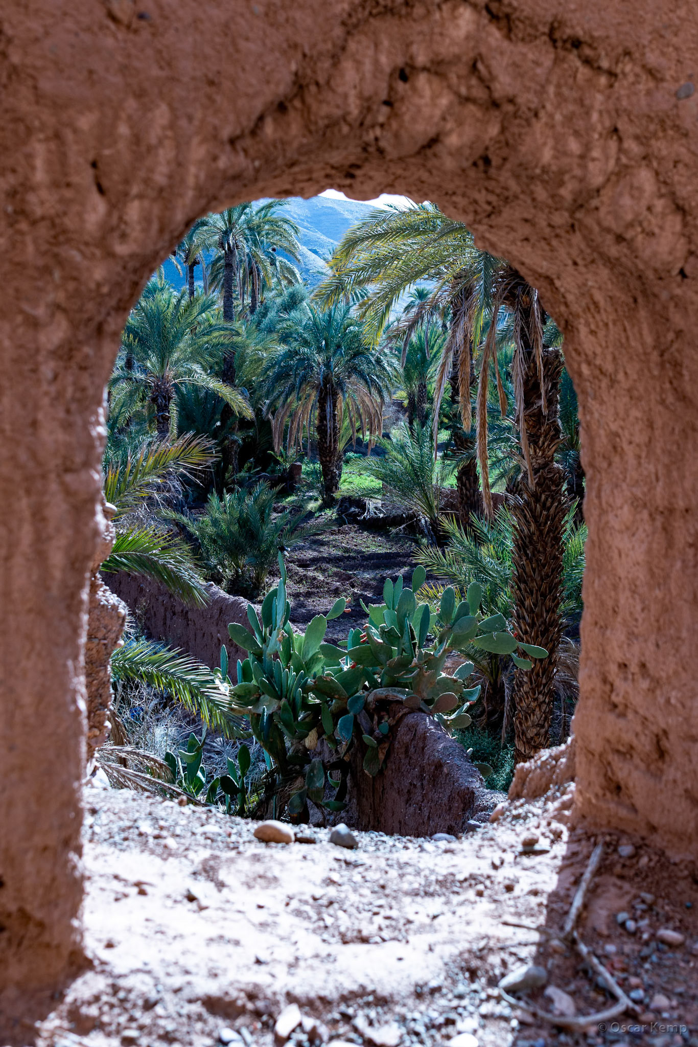 Agdz / View into a green oasis garden [Marocco, 2025 02]