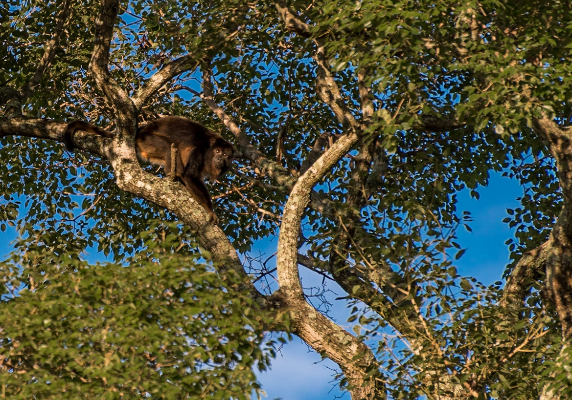 Mato Grosso do Sul-Santa Delfina / Solitary male brown howler (Alouatta guariba) [2017 01]