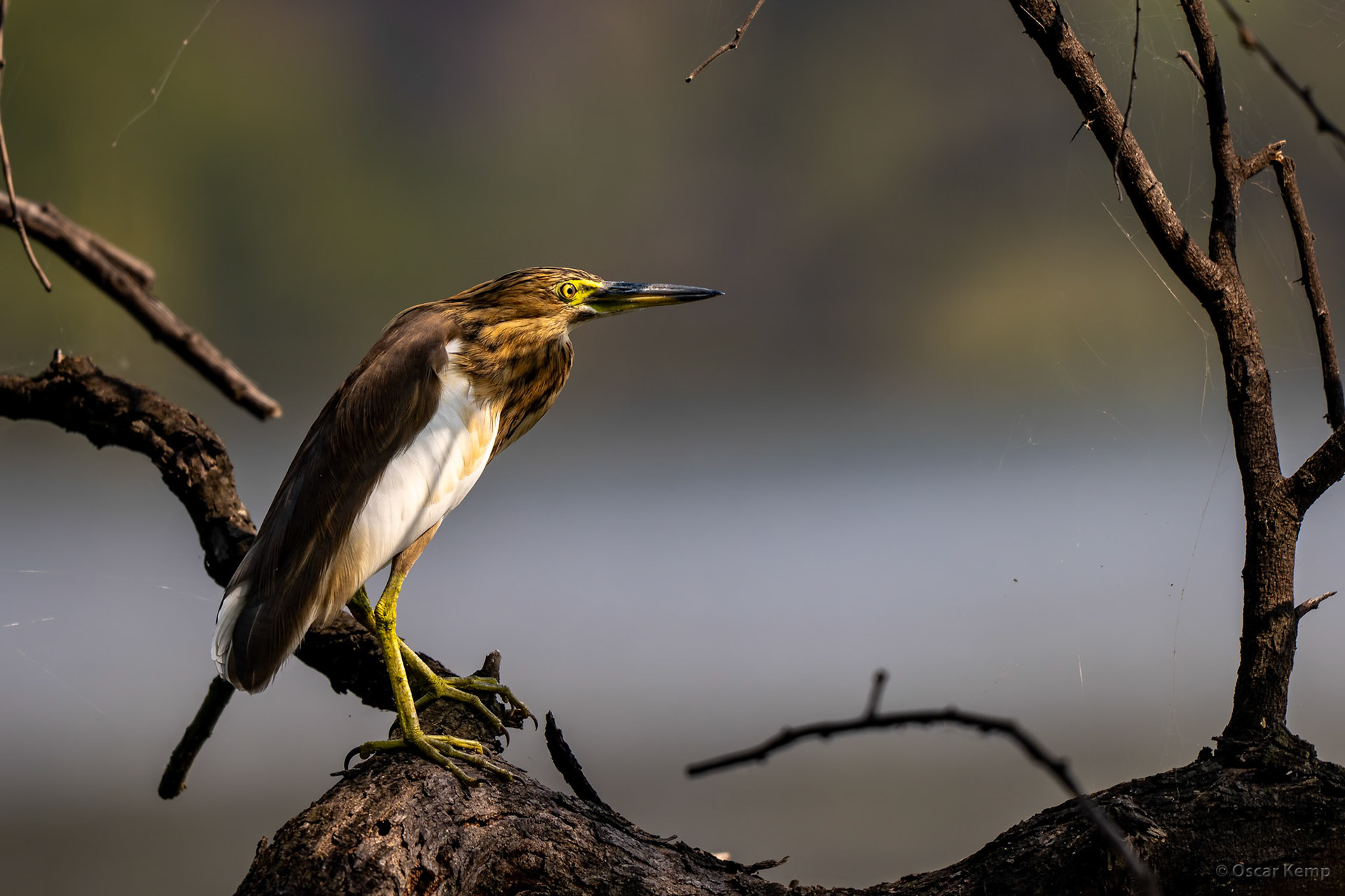 Keoladeo,Madhya Pradesh / Widespread and well camouflaged Indian pond heron (Ardeola grayii) aka paddybird [India 2025 11]