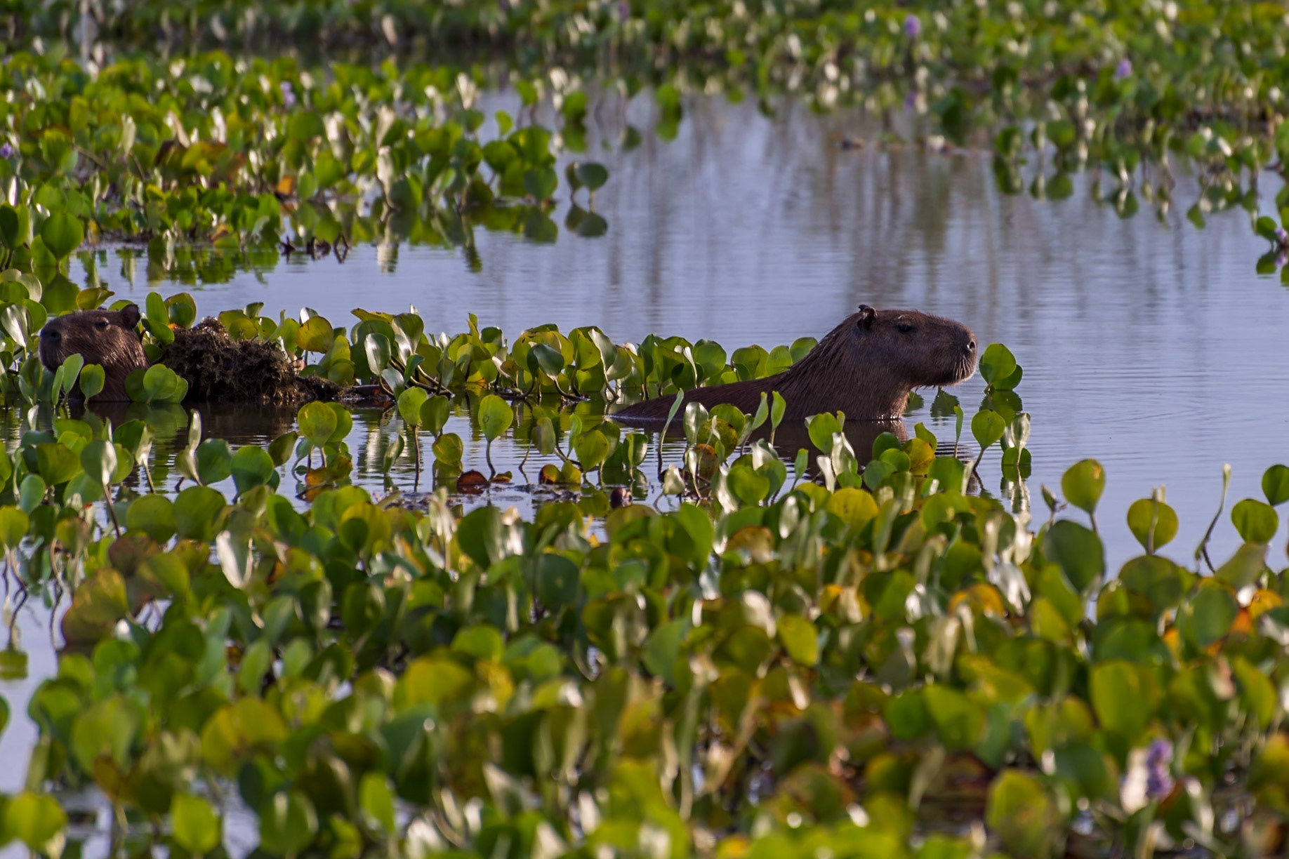 Mato Grosso do Sul-Santa Delfina / Capybara or Kapua (Hydrochoerus hydrochaeris) in its preferred natural habitat [2017 01]