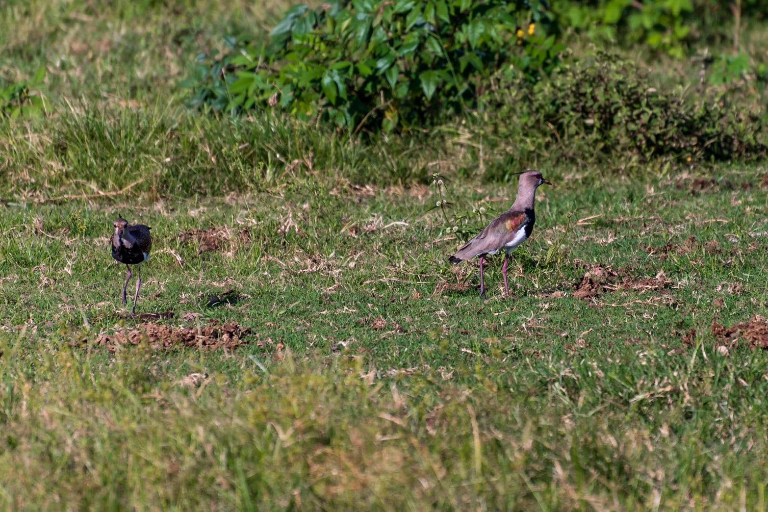 Mato Grosso do Sul-Xaraés Nature camping / Southern lapwing or quero-quero (Vanellus chilensis) searching for insects in the low grass [2017 01]