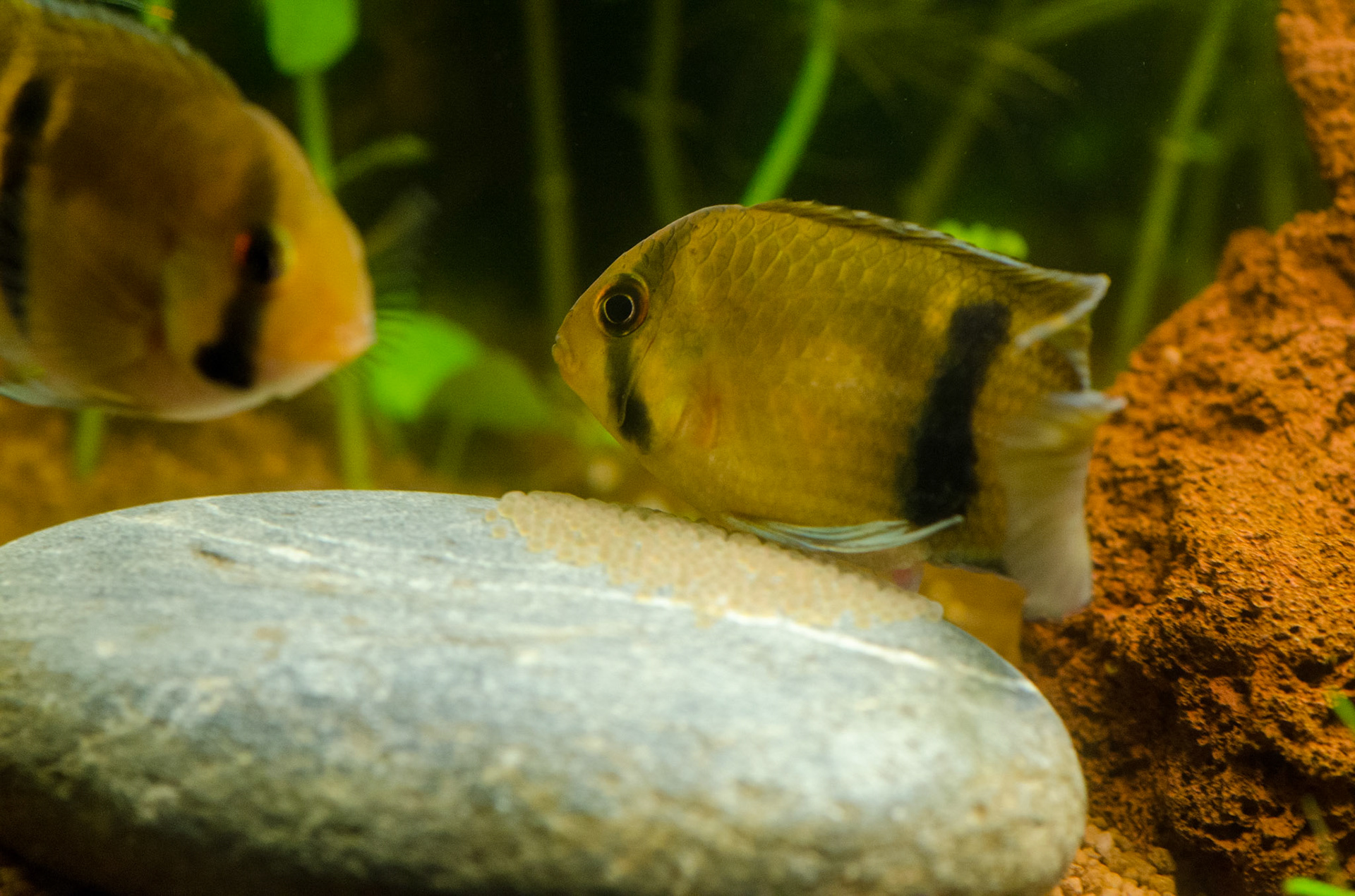 (4)..het mannetje ze bevrucht. Dit herhaalt zich tot ongeveer 200 eitjes vast zitten aan de platte kei.