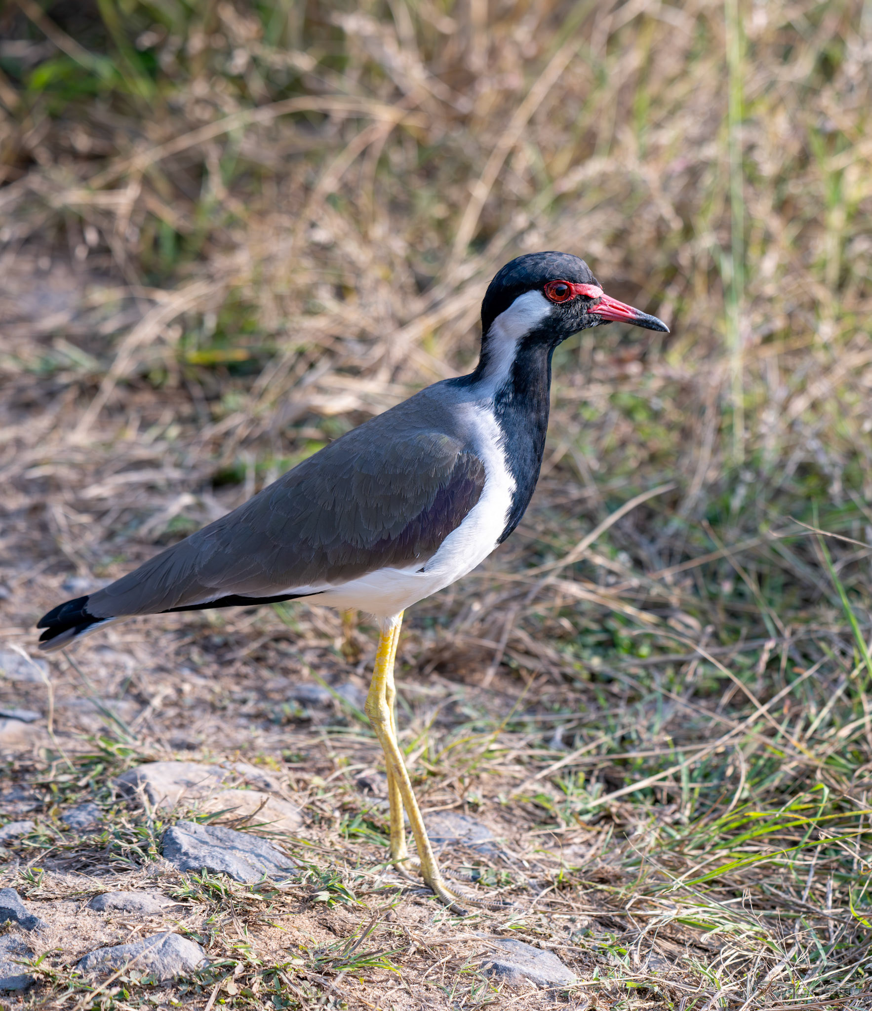 Bandhavgarh,Madhya Pradesh  / Daring but alert Red-wattled lapwing (Vanellus indicus) at just 3m distance [India 2025 11]