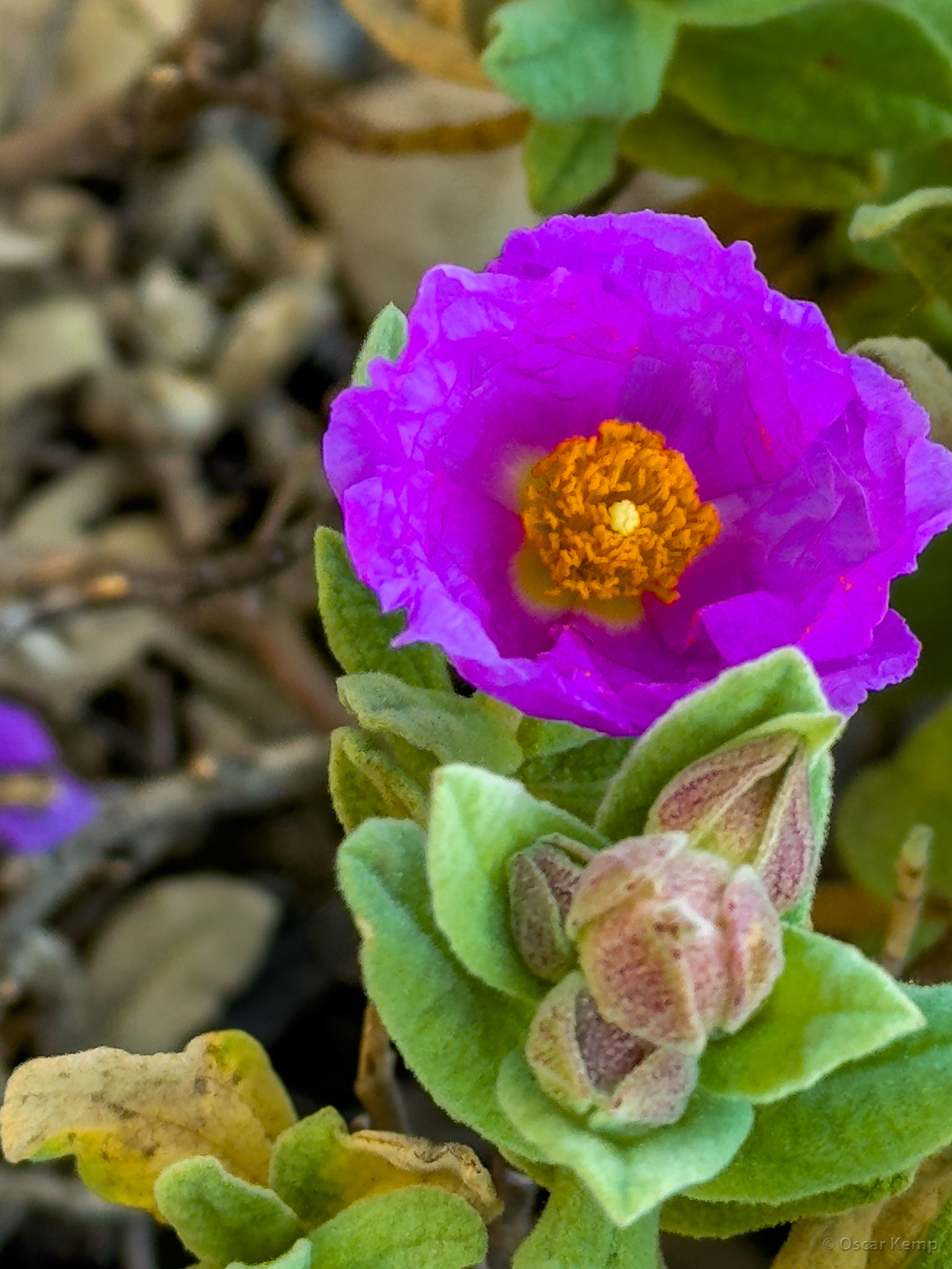 Mount Tissouka / Widespread and delicately flowering rock rose (Cistus creticus) [Marocco, 2025 02]