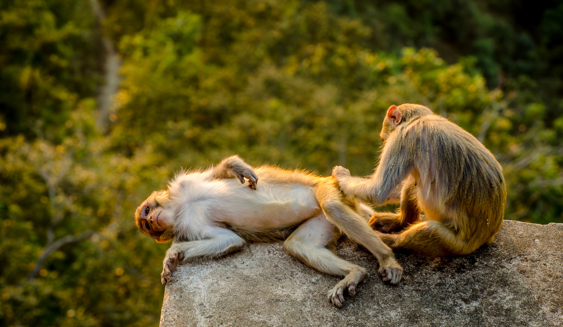 Myingyan Highway, Bagan / Chilling monkeys halfway up the winding 777-step climb to Taung Kalat Monastery [Myanmar, 2012 01]